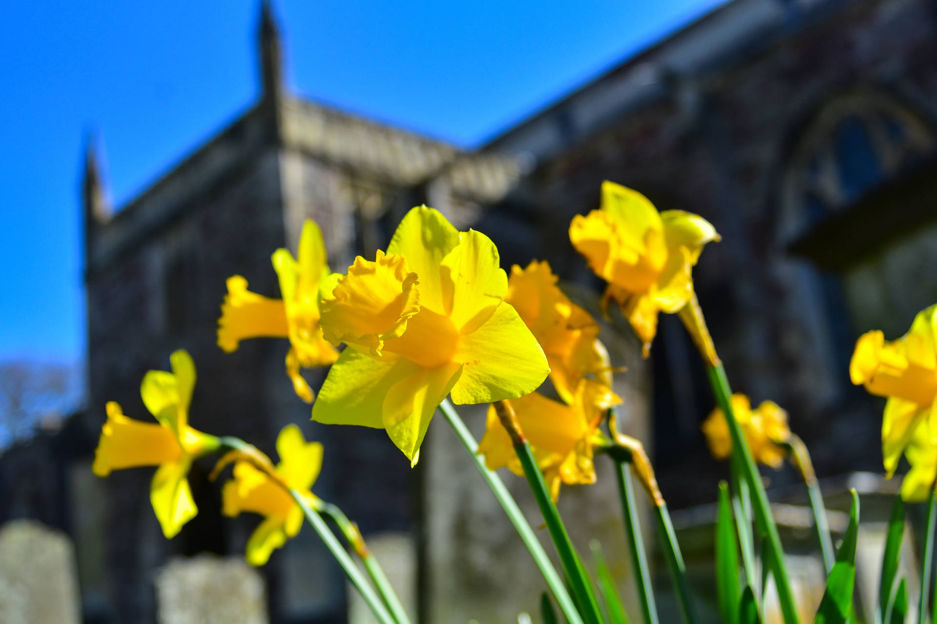Daffodils At Blurred Castle Wall Background