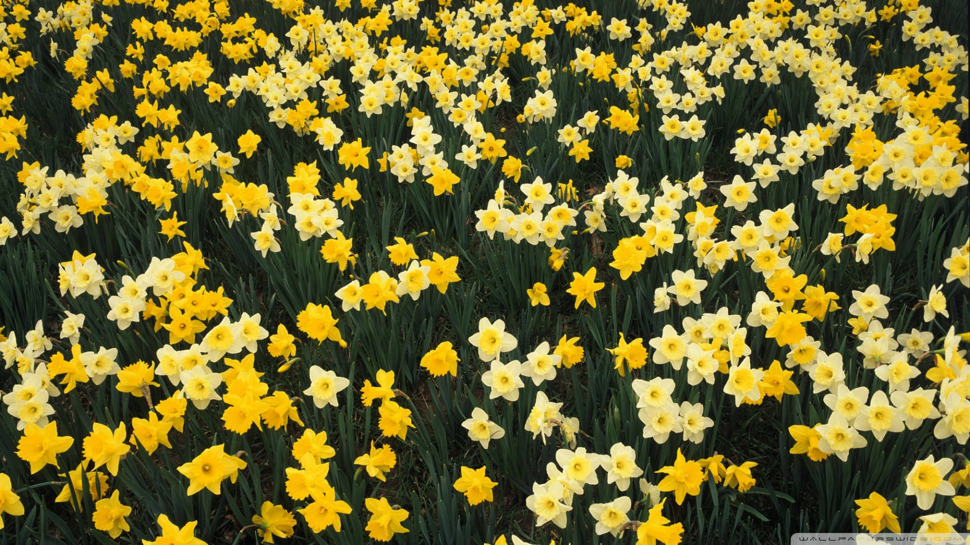 Daffodils In Louisville, Kentucky Background