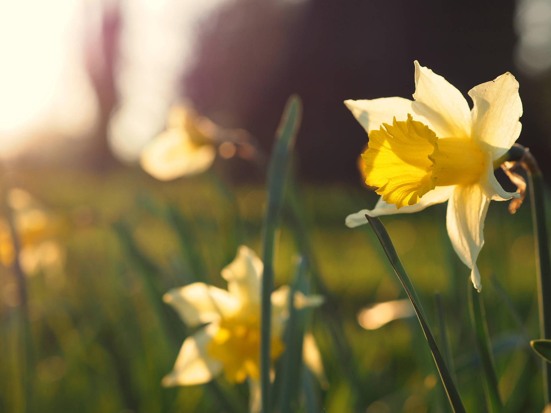 Daffodils In Spring Sunset Background