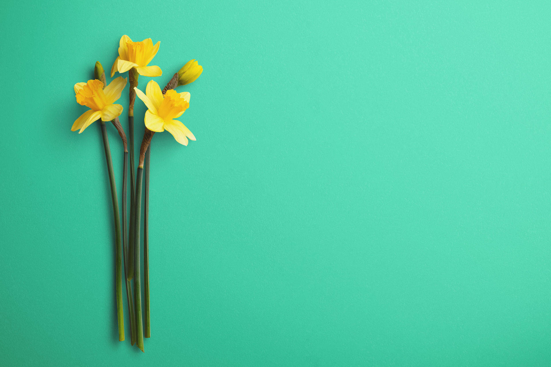 Daffodils Minimalist Flower Computer