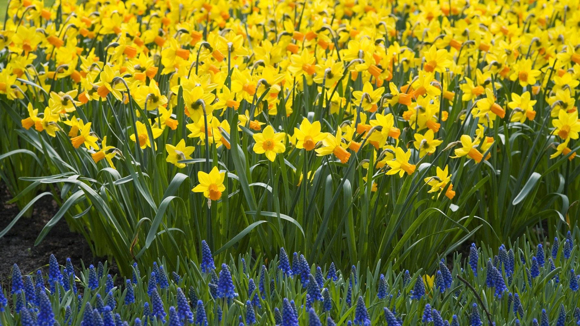 Daffodils Near Muscari Plants Background