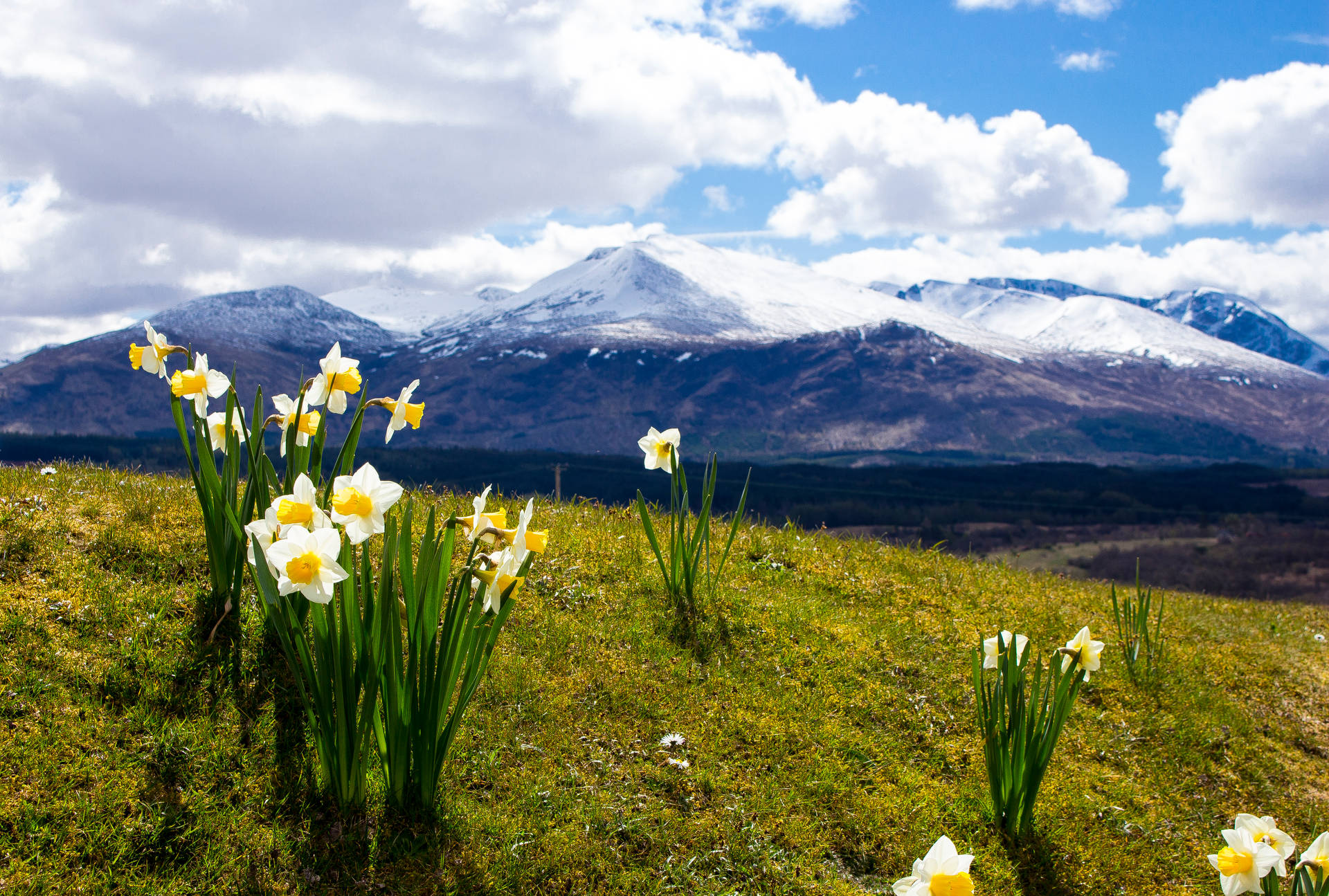 Daffodils Near Snowy Blue Mountains Background