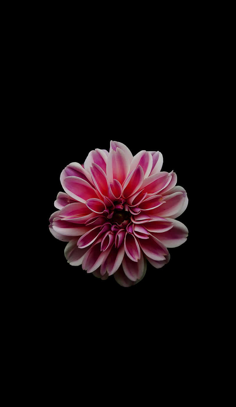 Dahlia Black And Pink Flower Background