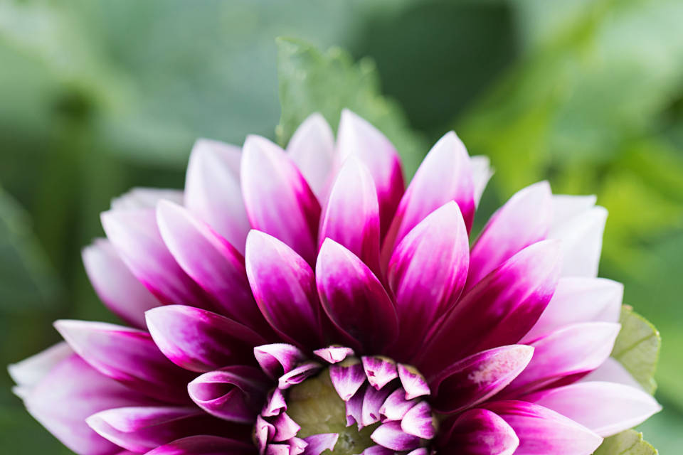 Dahlia Dalina Natural Flower Background