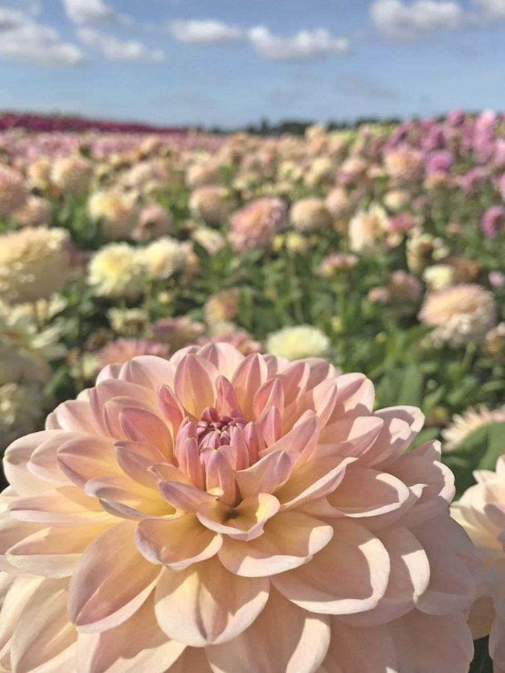 Dahlia Flower Field Background