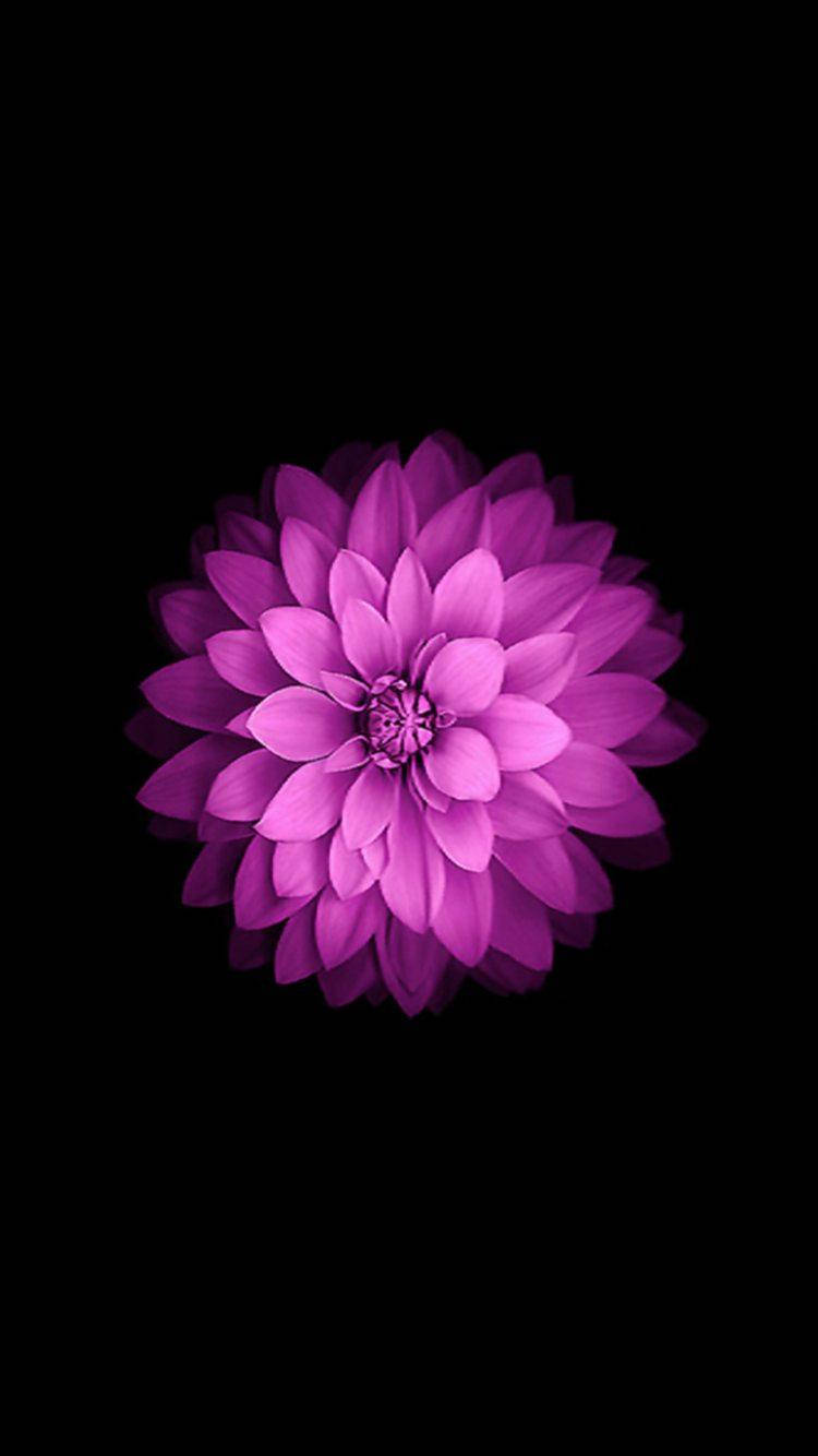 Dahlia Flower Iphone Se Background