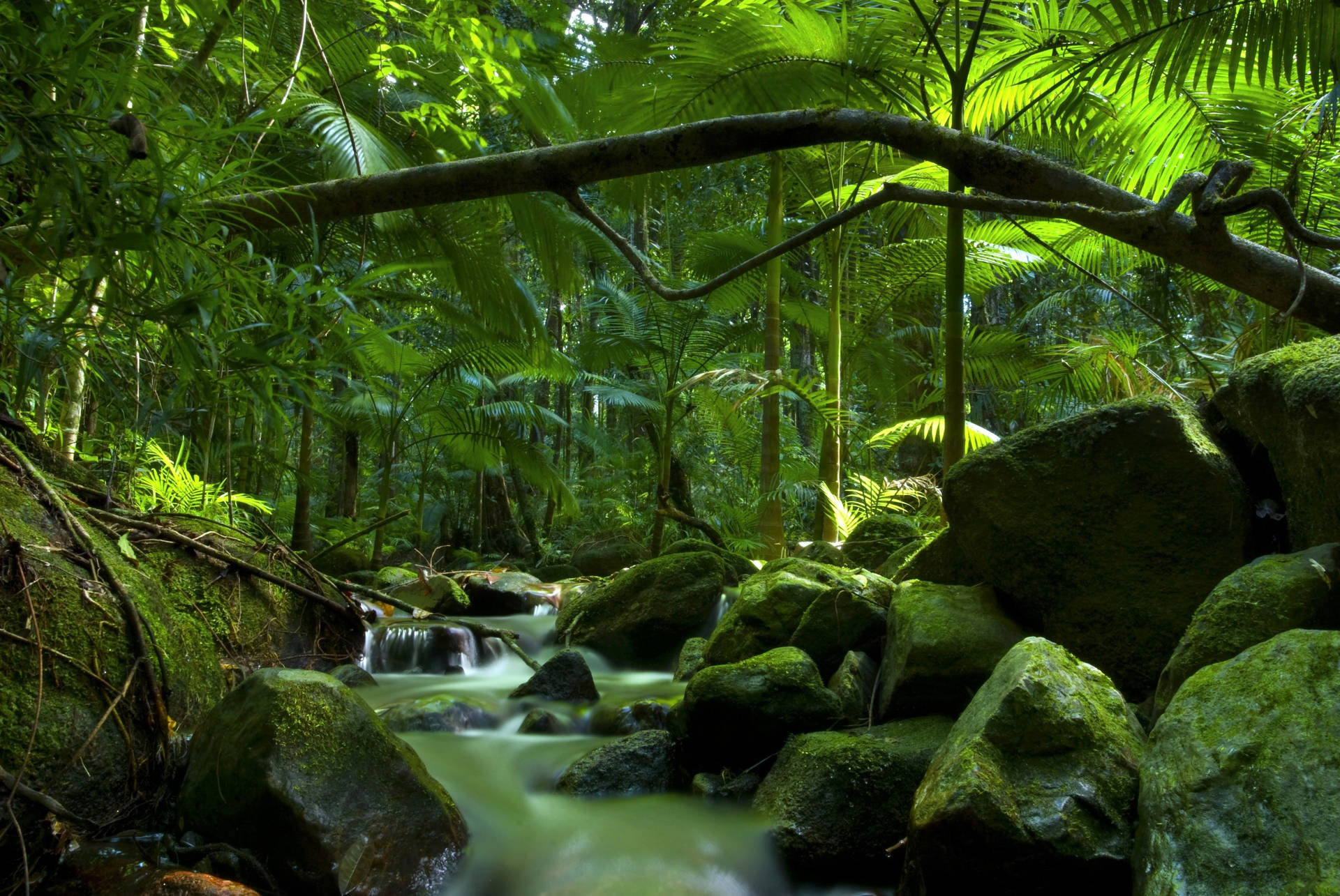 Daintree Rainforest Brook Background