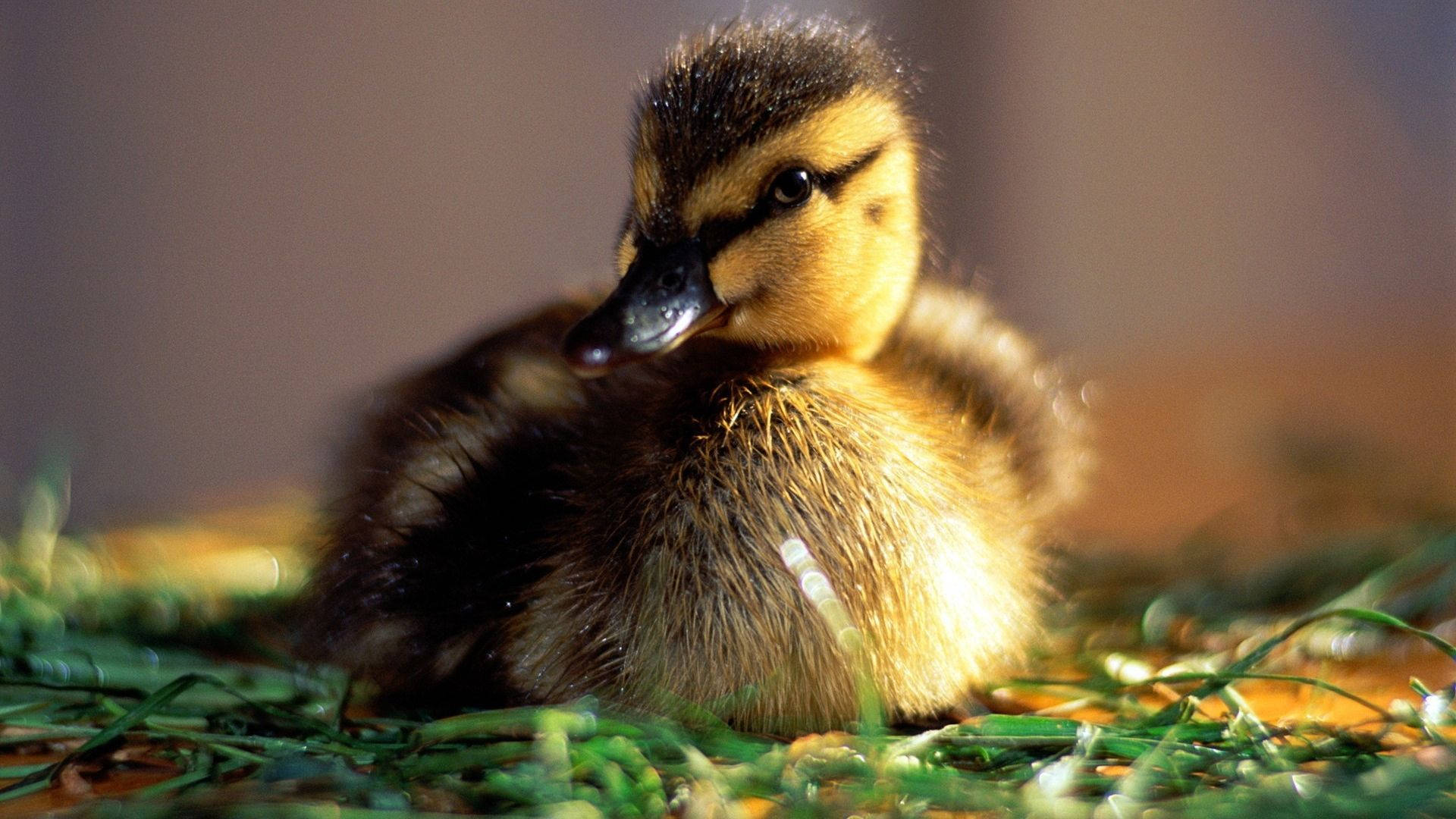 Dainty Baby Duck Background