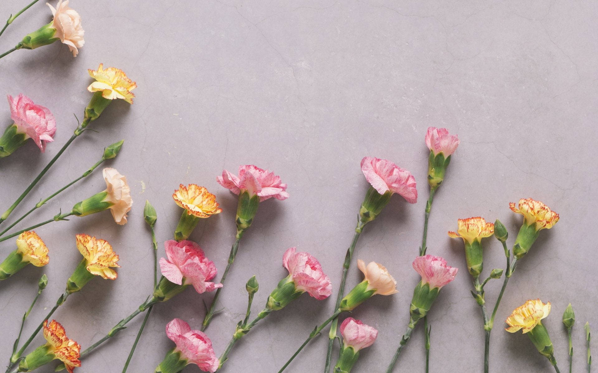 Dainty Carnations Background