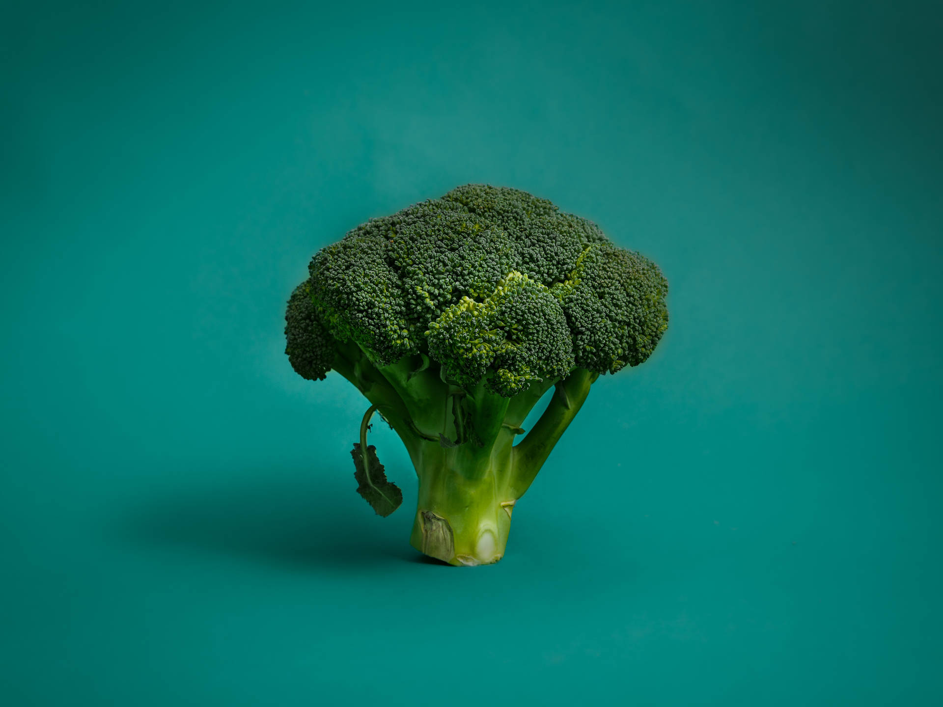 Dainty One Piece Broccoli Background