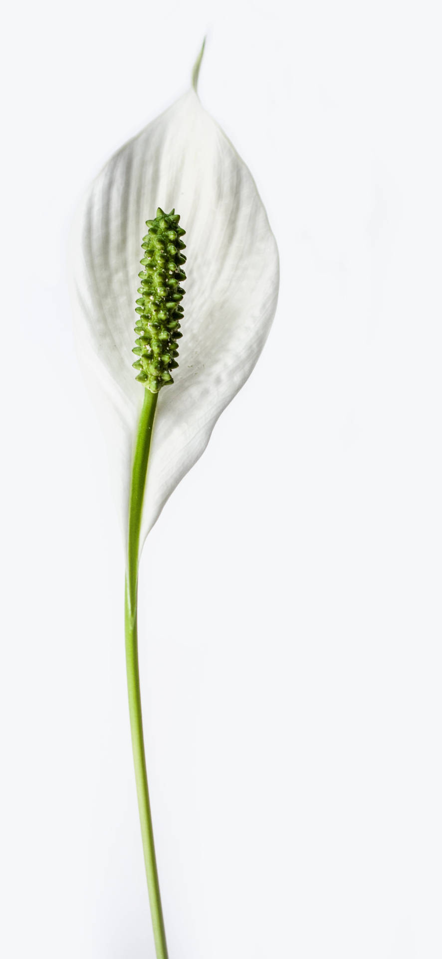 Dainty Peace White Lily Background