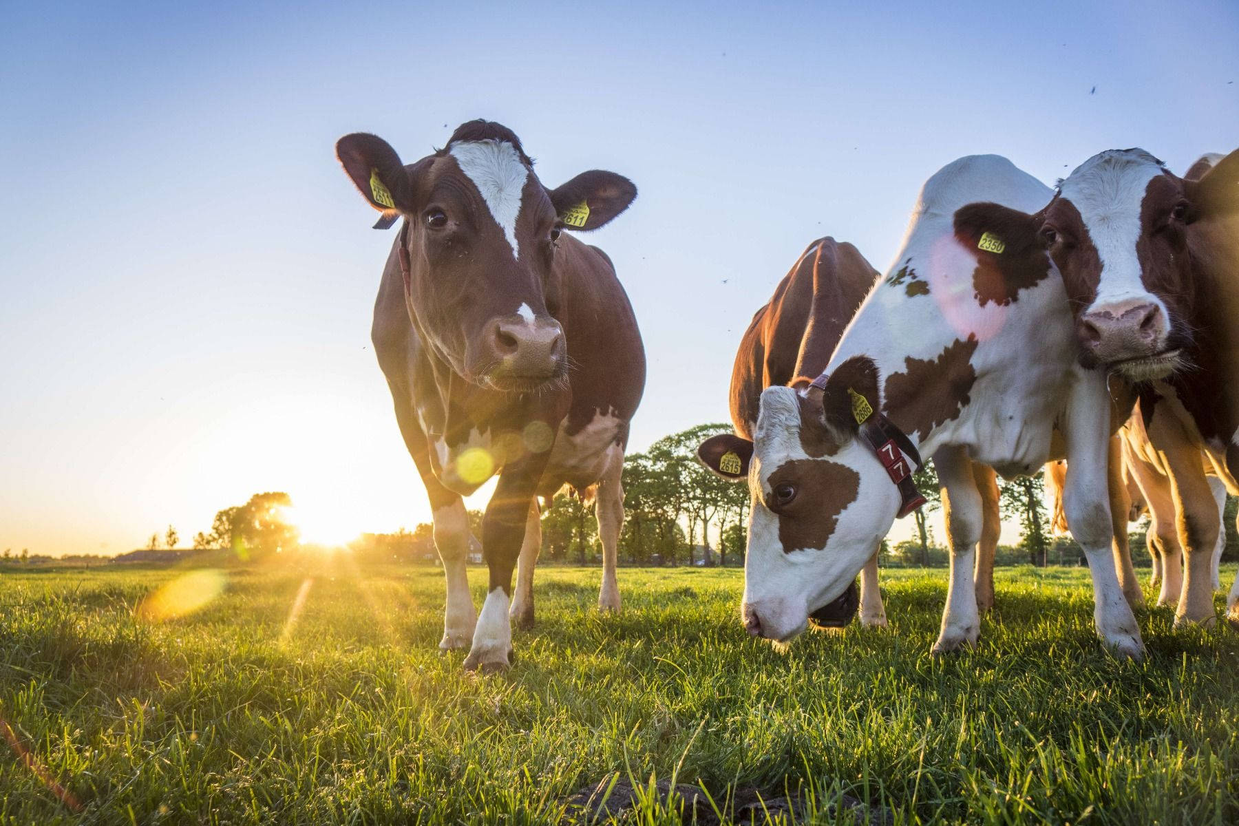 Dairy Cattle Breeds Close Up With Sunbeams Background