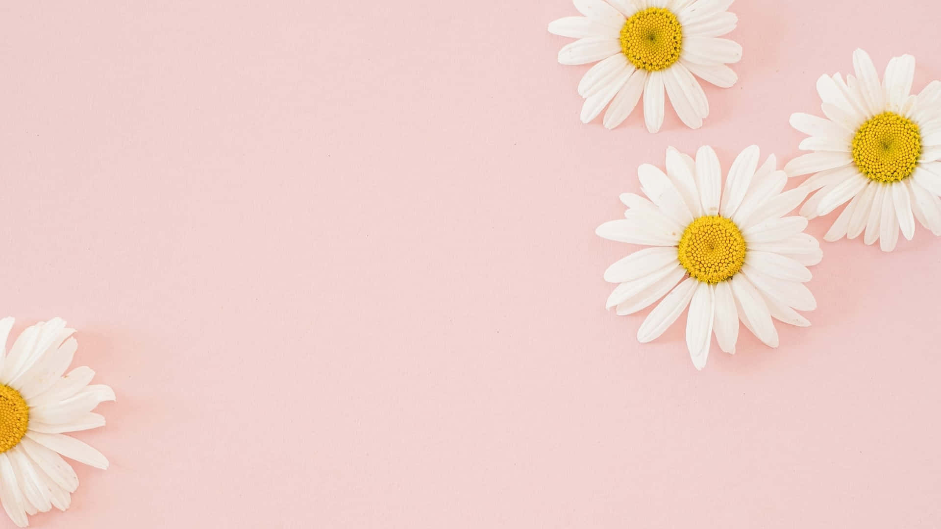 Daisies Aesthetic Computer Light Pink Background