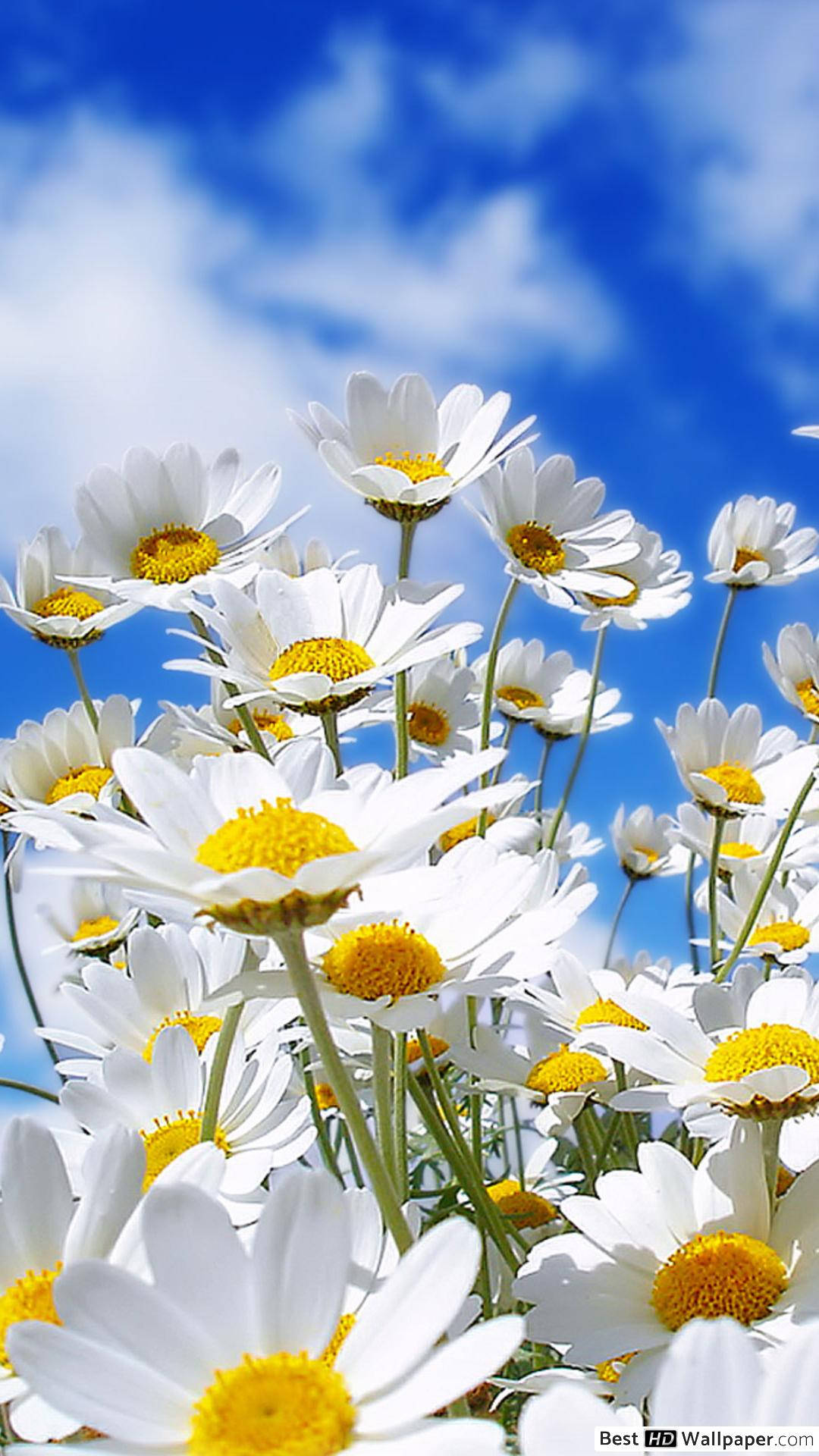 Daisies And Clouds Phone Background