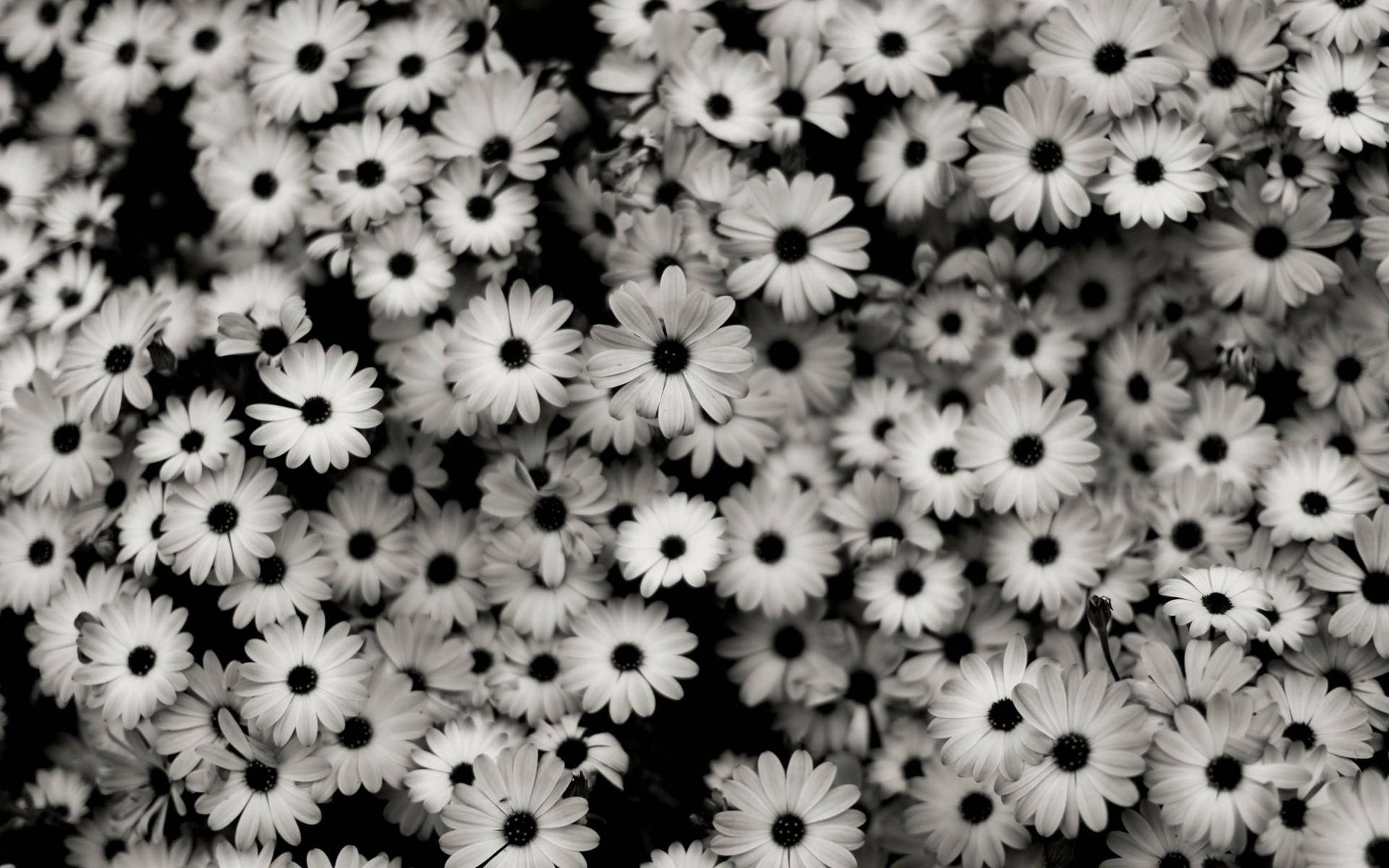 Daisies Black Aesthetic Tumblr Laptop Background