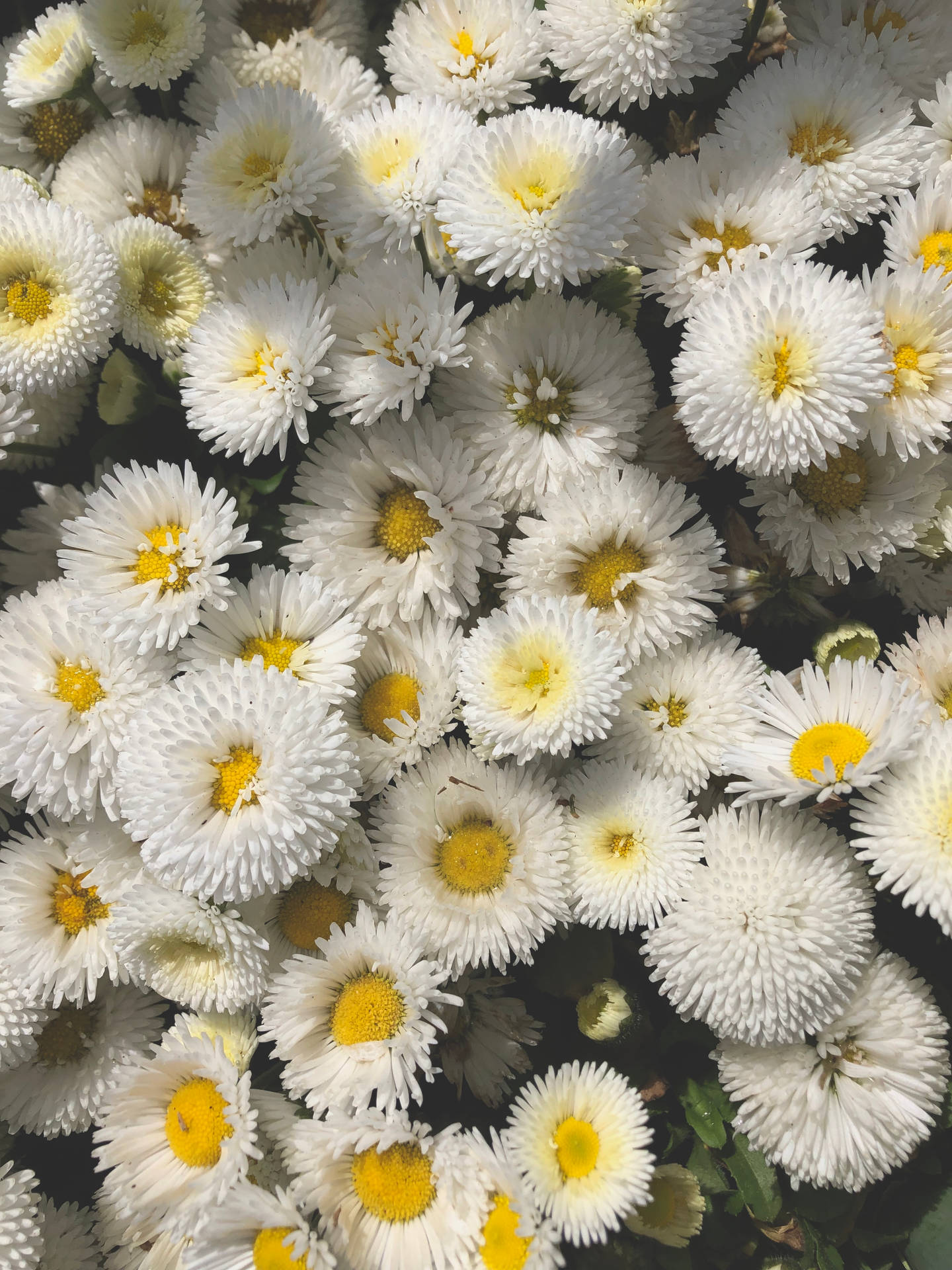 Daisies For Days: A Beautiful Aesthetic For The Summer Background