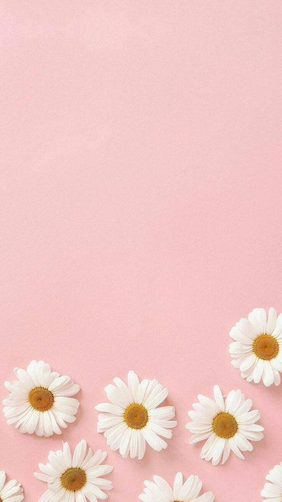 Daisies In Pink Pretty Aesthetic Background