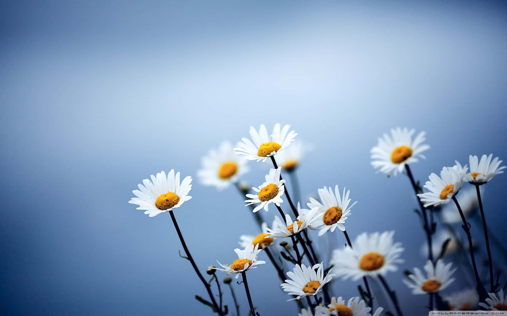 Daisies In The Field Against A Blue Sky Background