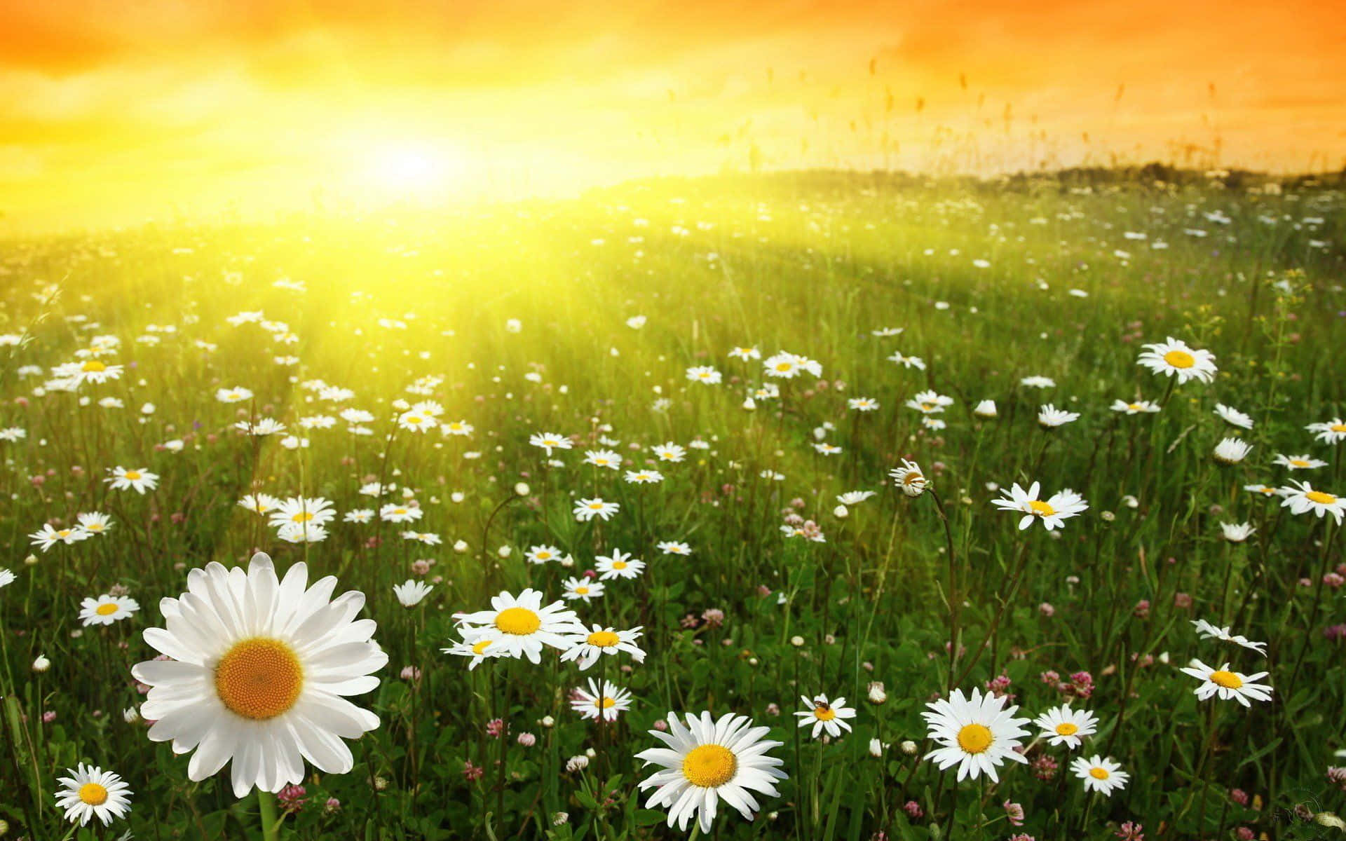 Daisies In The Field At Sunset Background