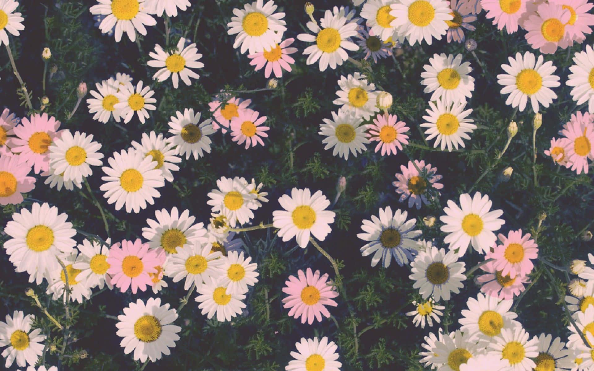 Daisies In The Field With A Black Background Background