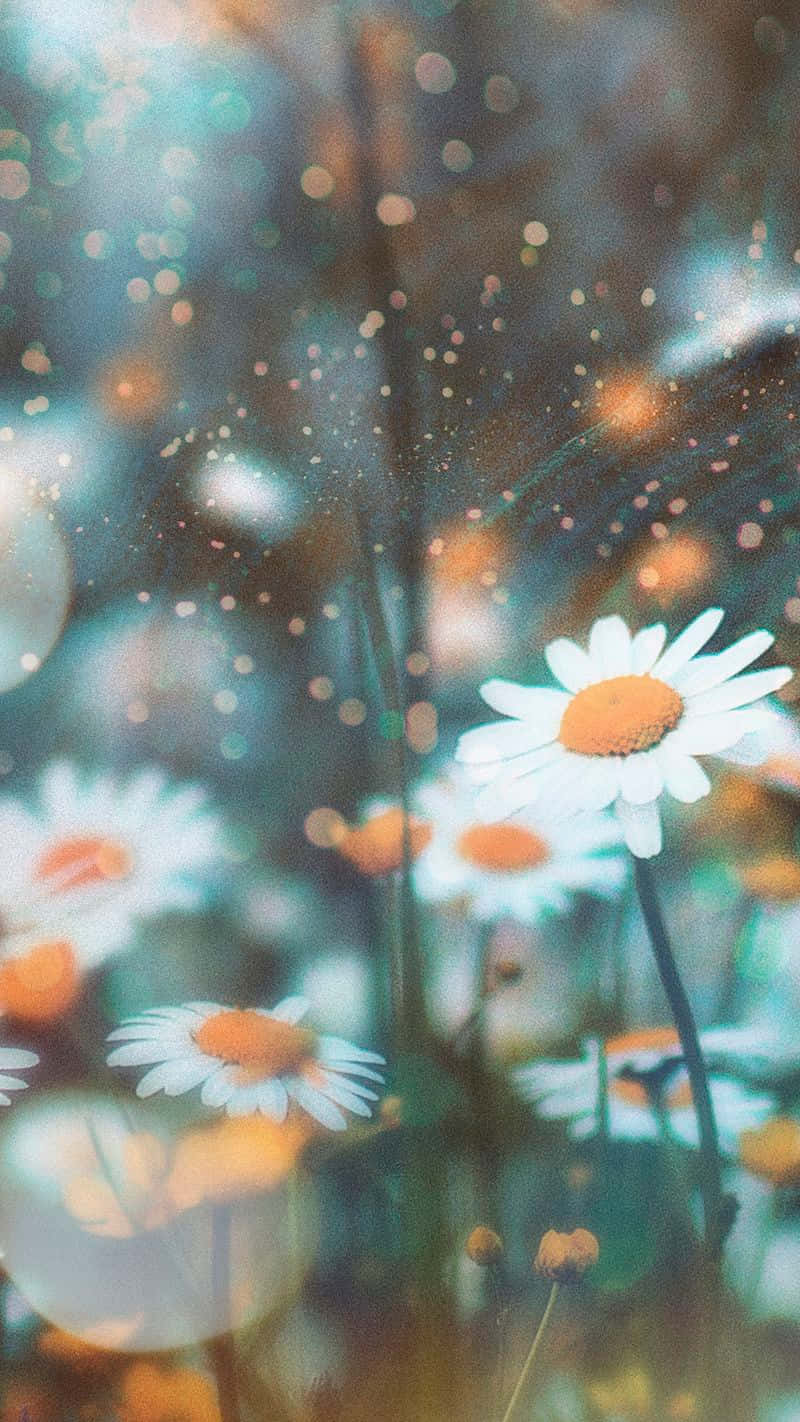 Daisies In The Field With A Blurry Background Background