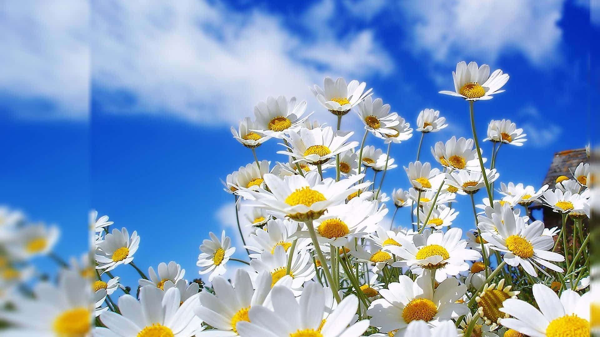 Daisies In The Field With Blue Sky Background