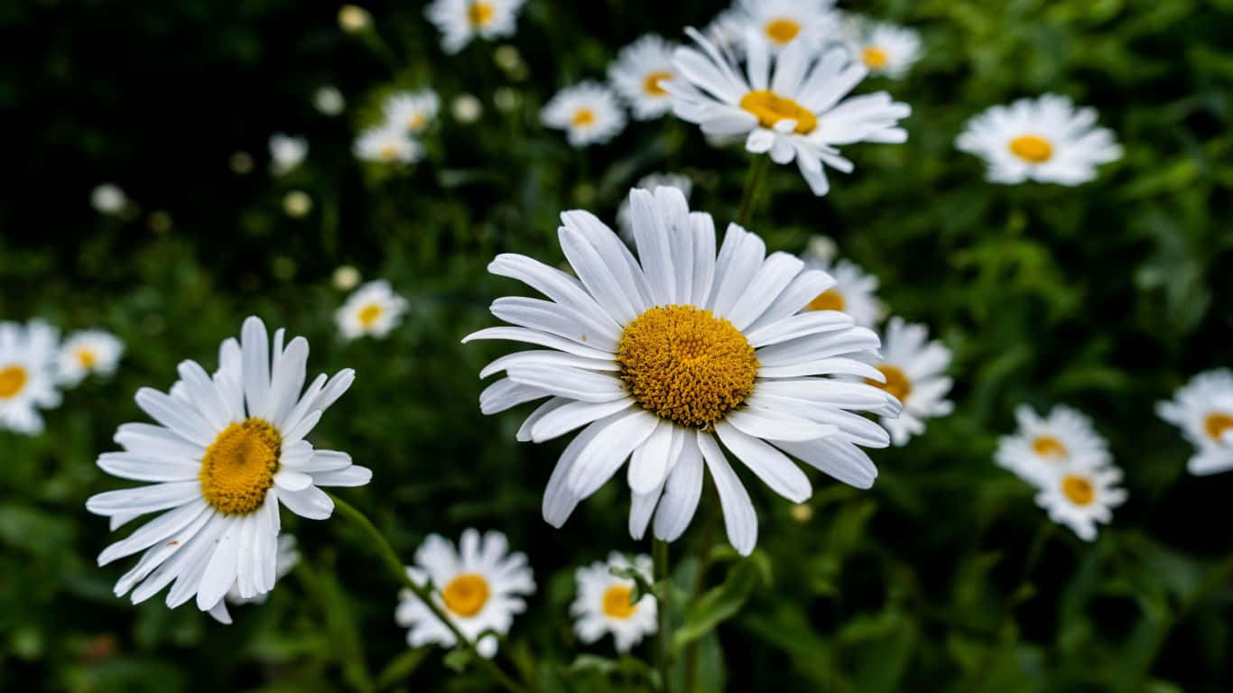 Daisies In The Field With Green Leaves Background