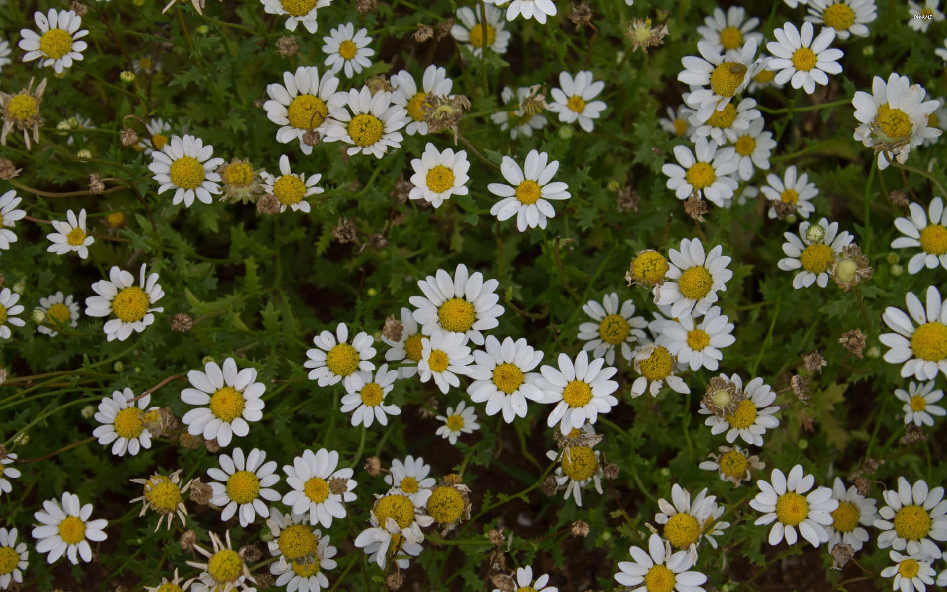 Daisies In The Field With Green Leaves Background