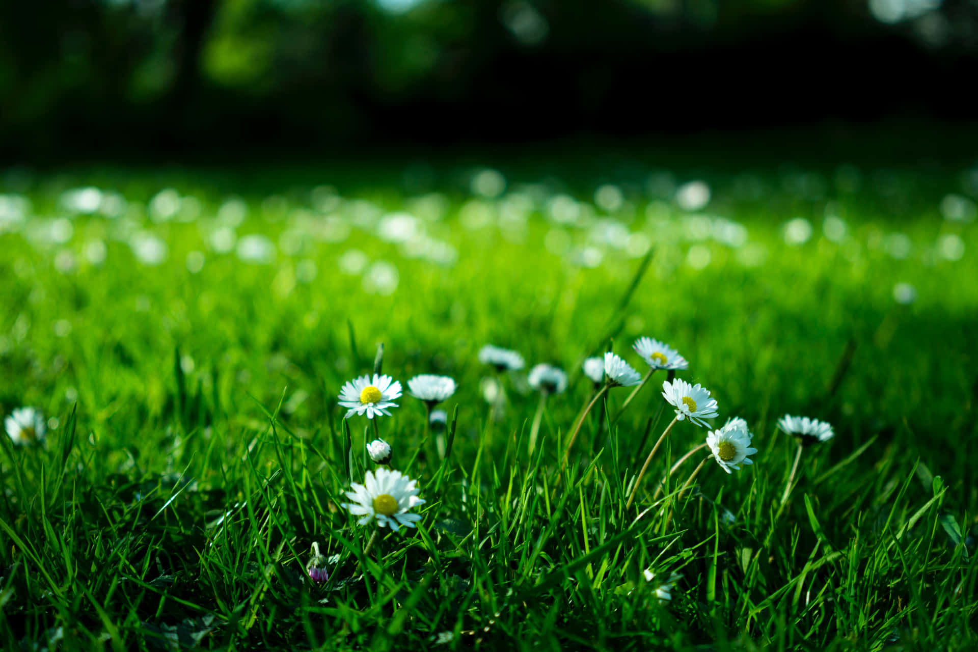 Daisies In The Grass, Grass, Daisies, Daisies, Daisies, Daisies, Daisies, Daisies Background