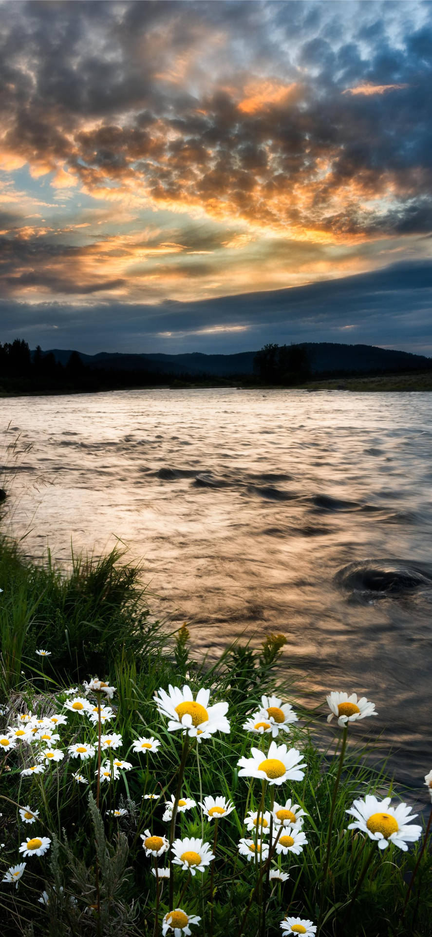 Daisies In The Lake Of Idaho Background