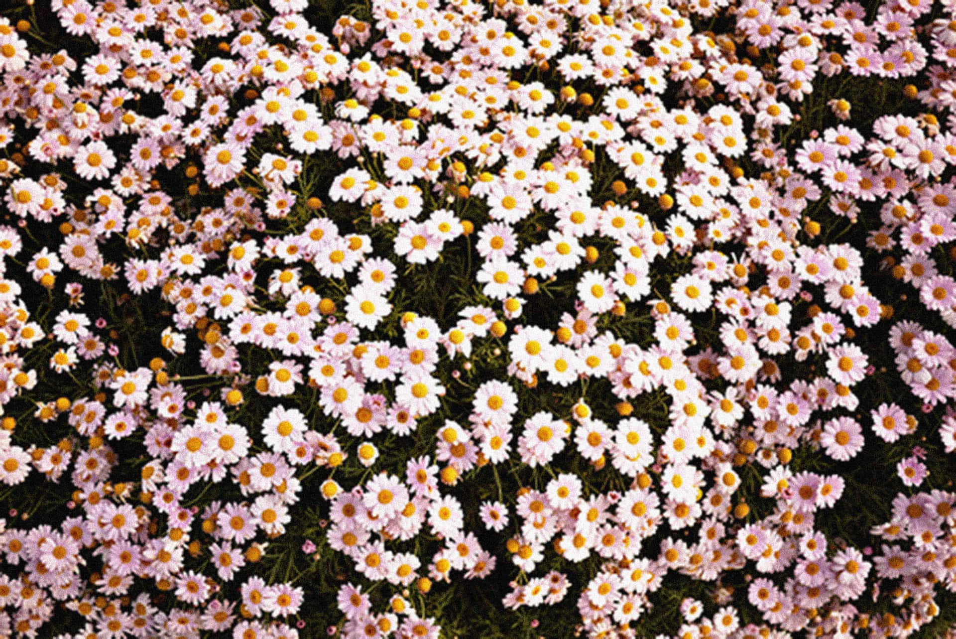 Daisies Laptop Disc Florets Background