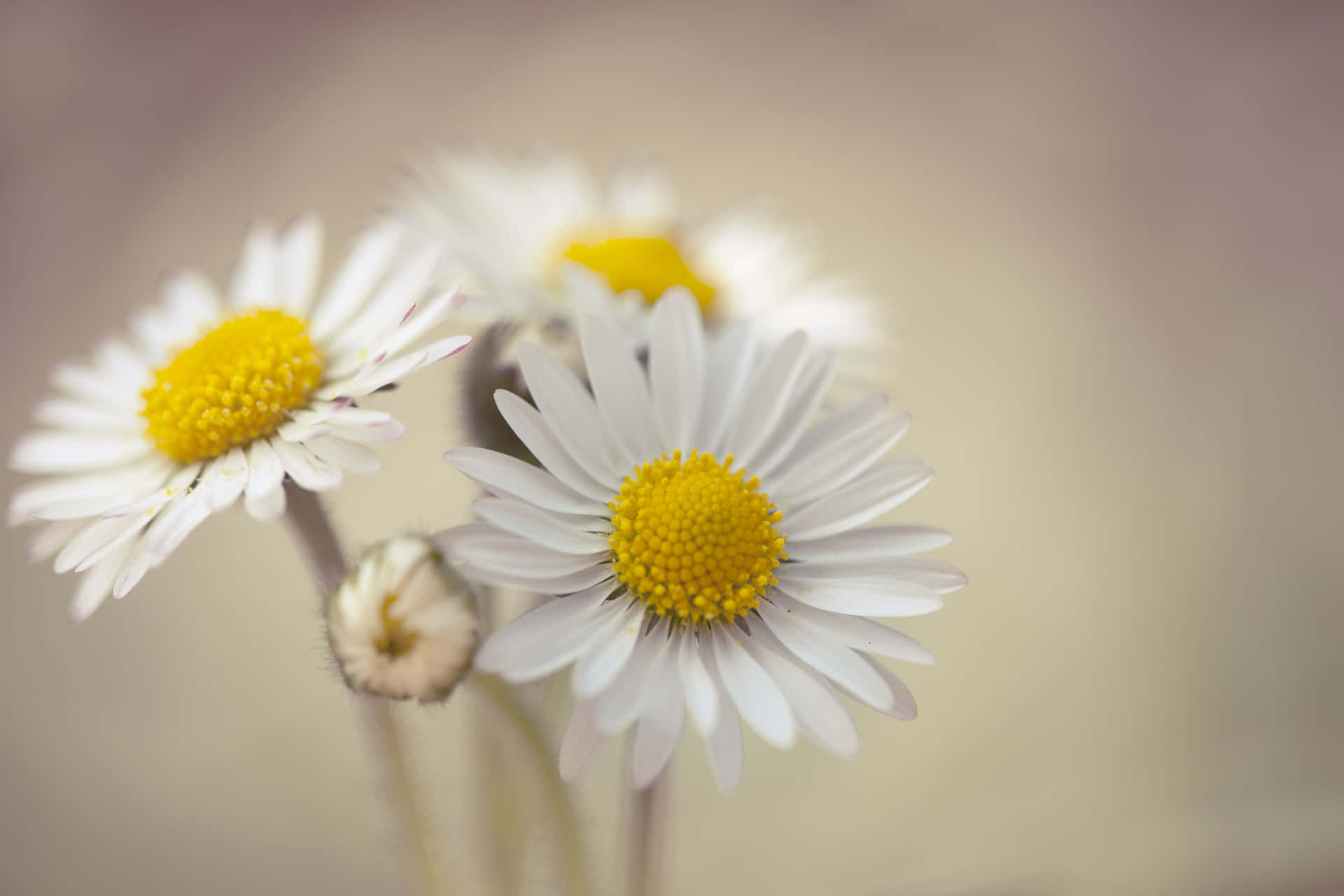 Daisies Laptop Yellow Bud Background
