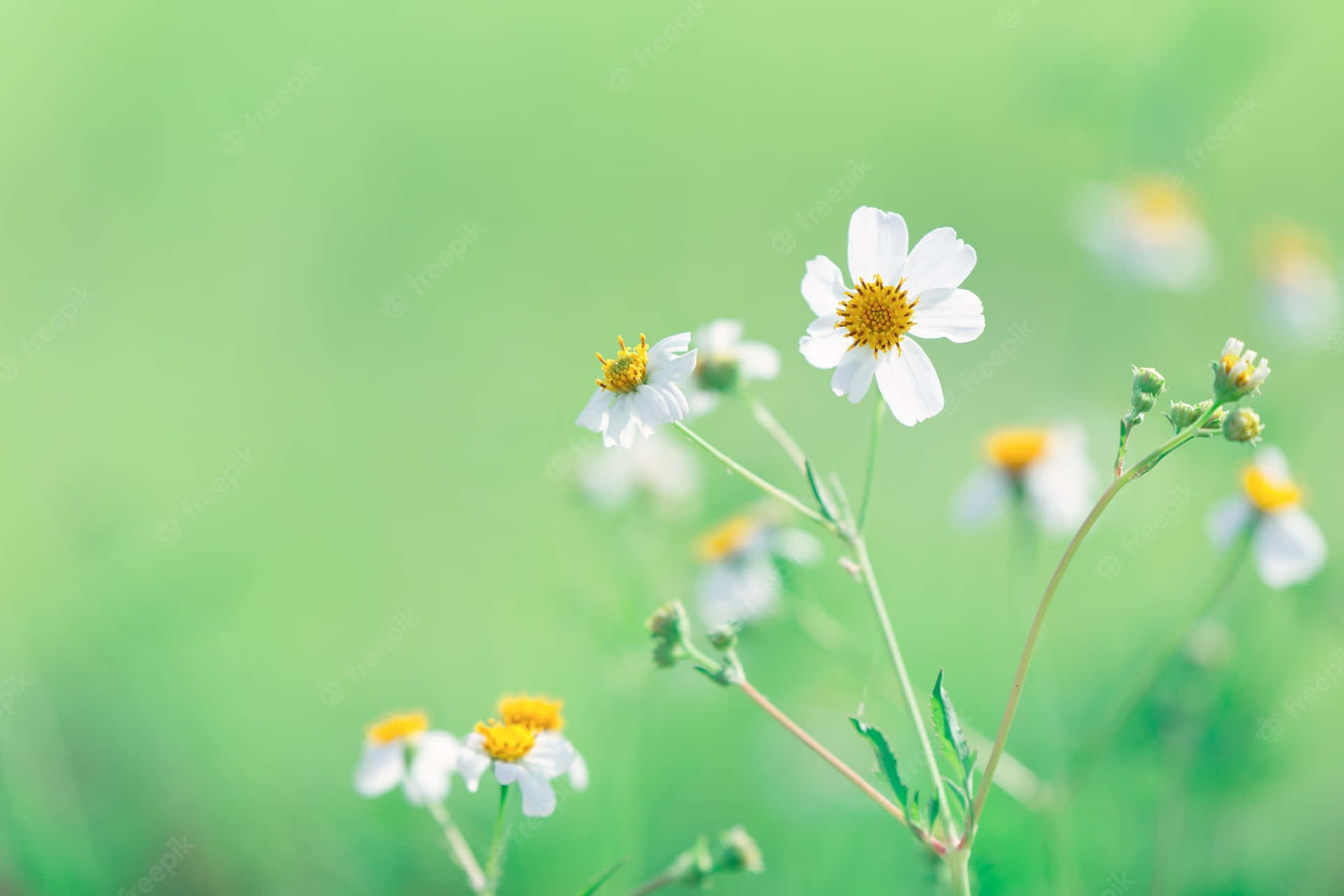 Daisies Nature Flower Background