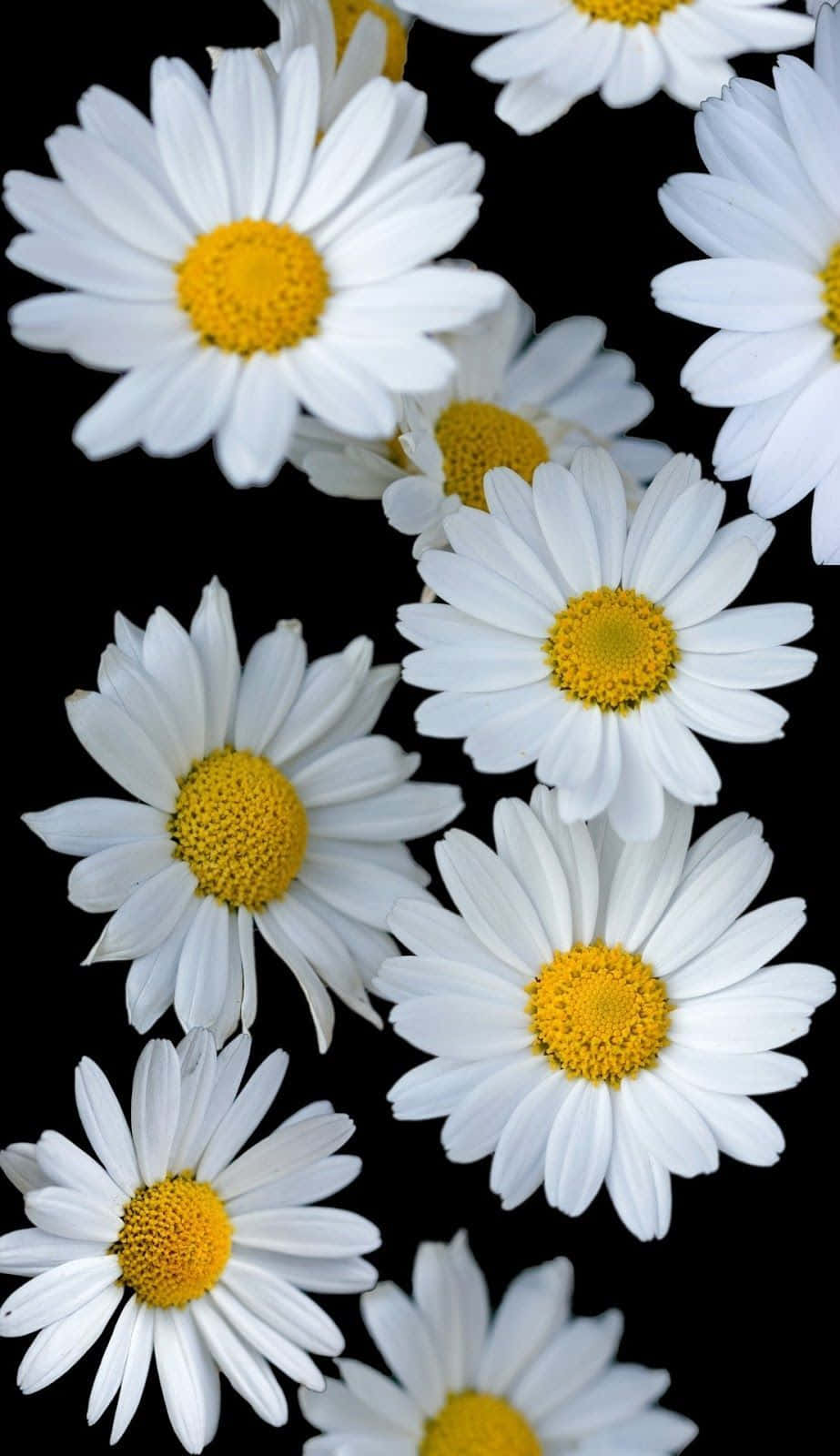 Daisies On A Black Background Background