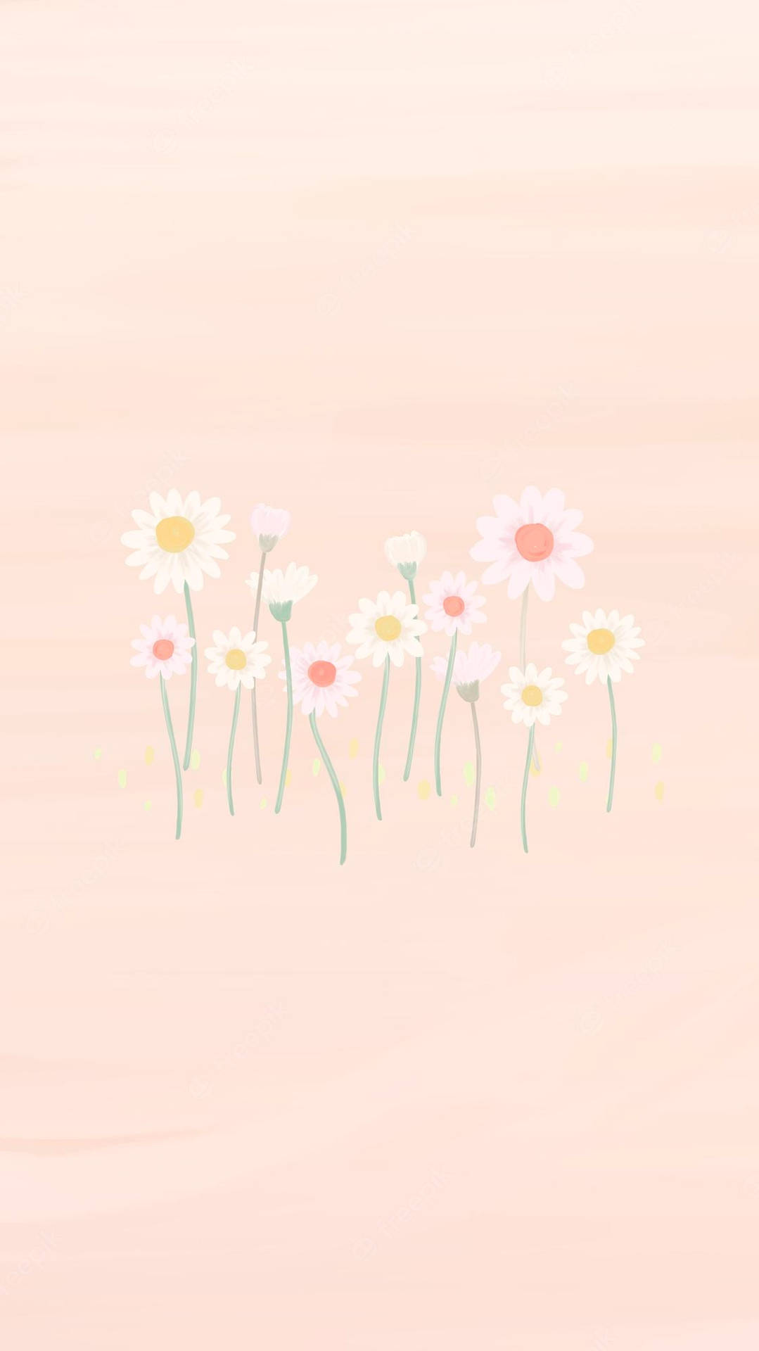 Daisies On A Pink Background Background