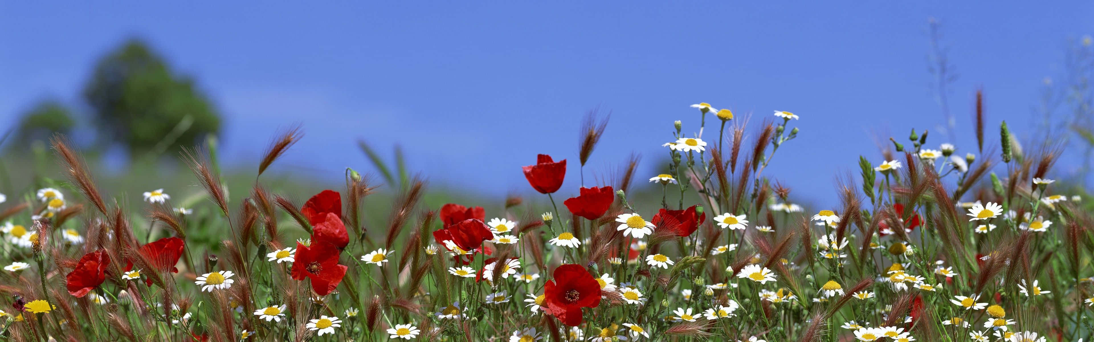 Daisies Spring Dual Screen Background