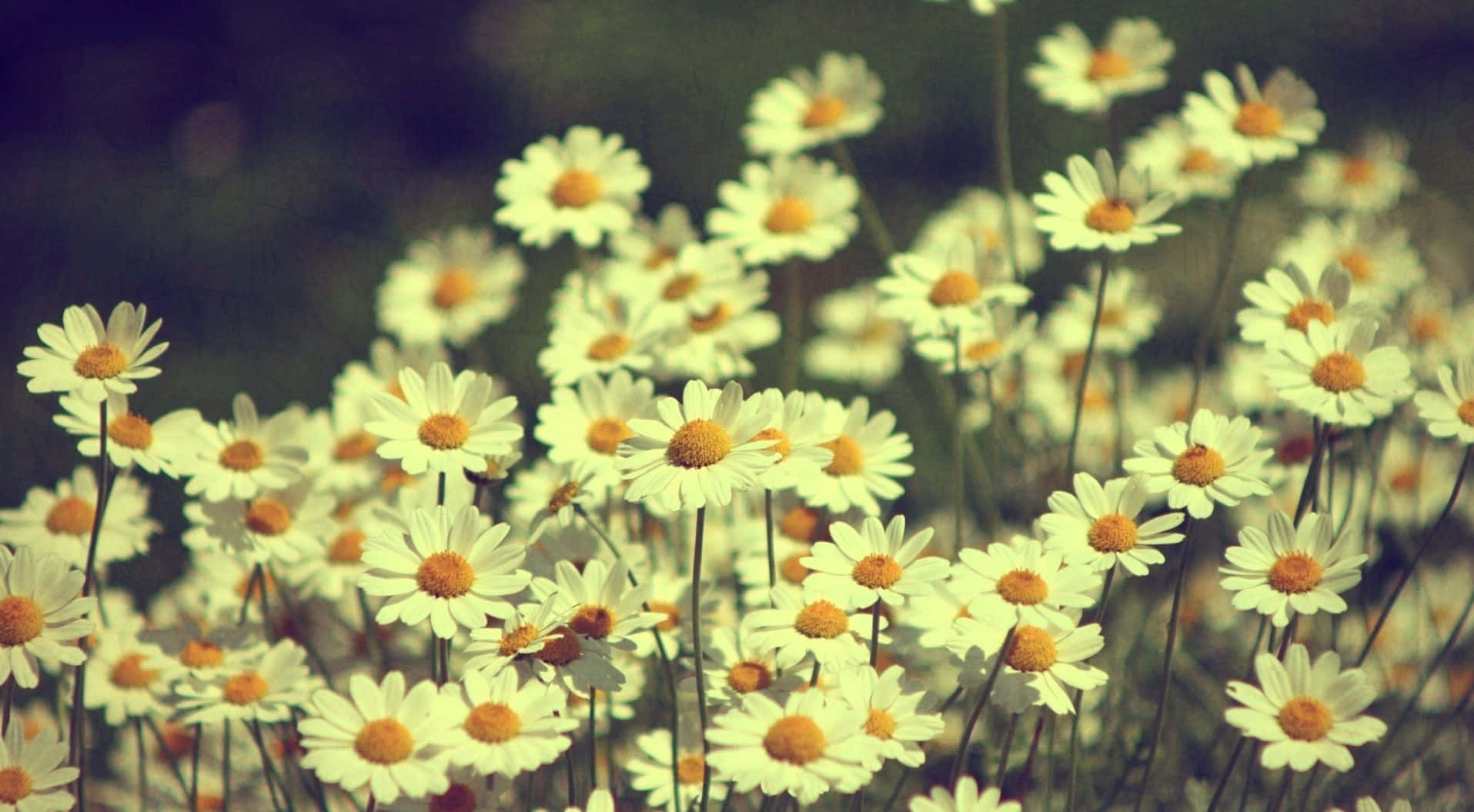 Daisies Wallpapers, Daisy Wallpapers, Daisy Wallpapers, Daisy Wallpapers, Daisy Wallpapers Background
