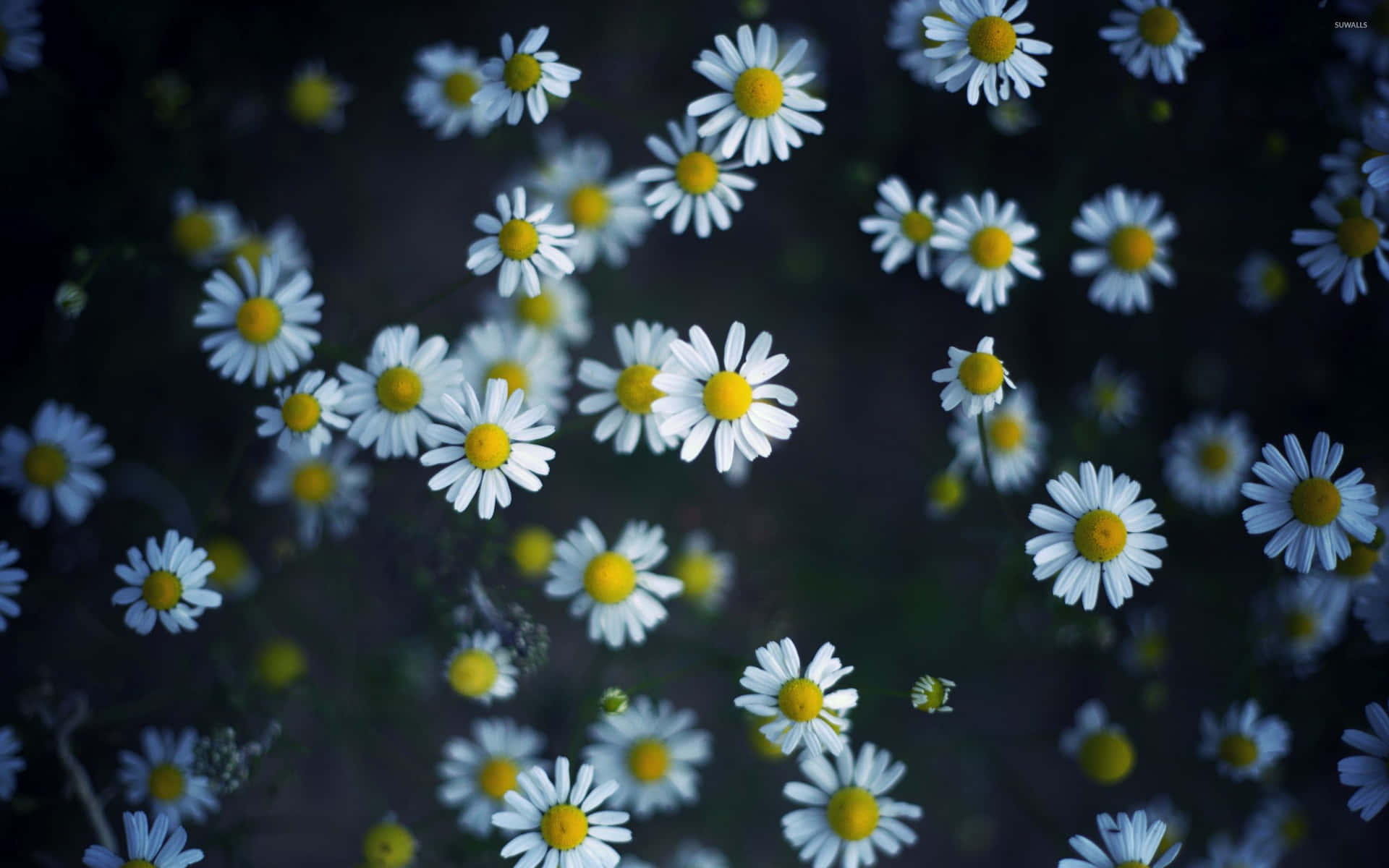 Daisy Aesthetic Computer Background Background