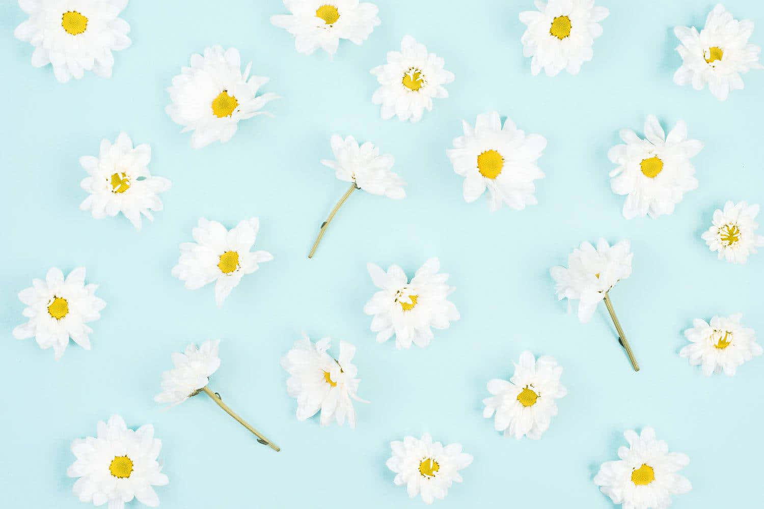 Daisy Aesthetic Computer Flat Lay Blue Background