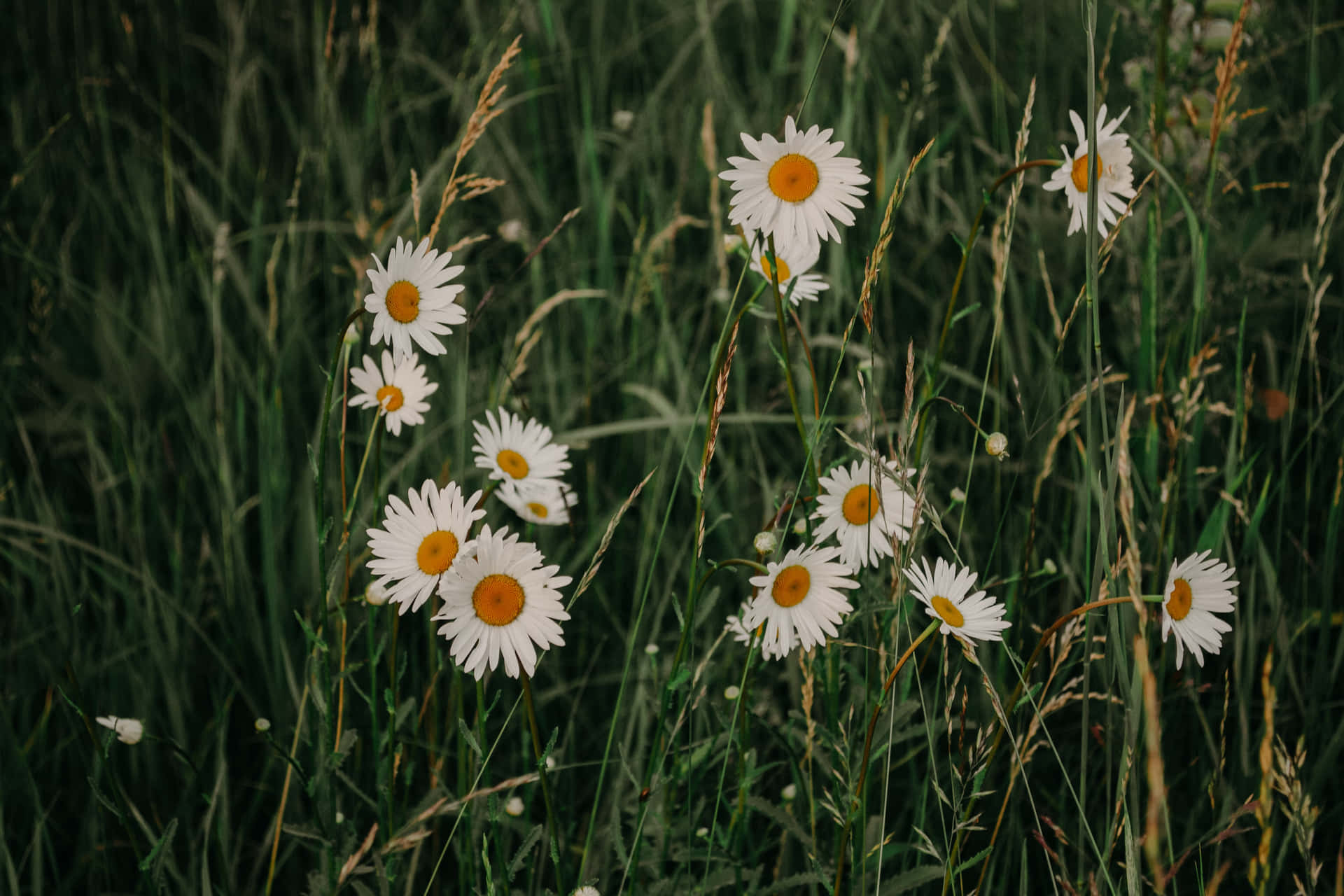 Daisy Aesthetic Computer Is Perfect For Any Tech-savvy Aesthetic Background