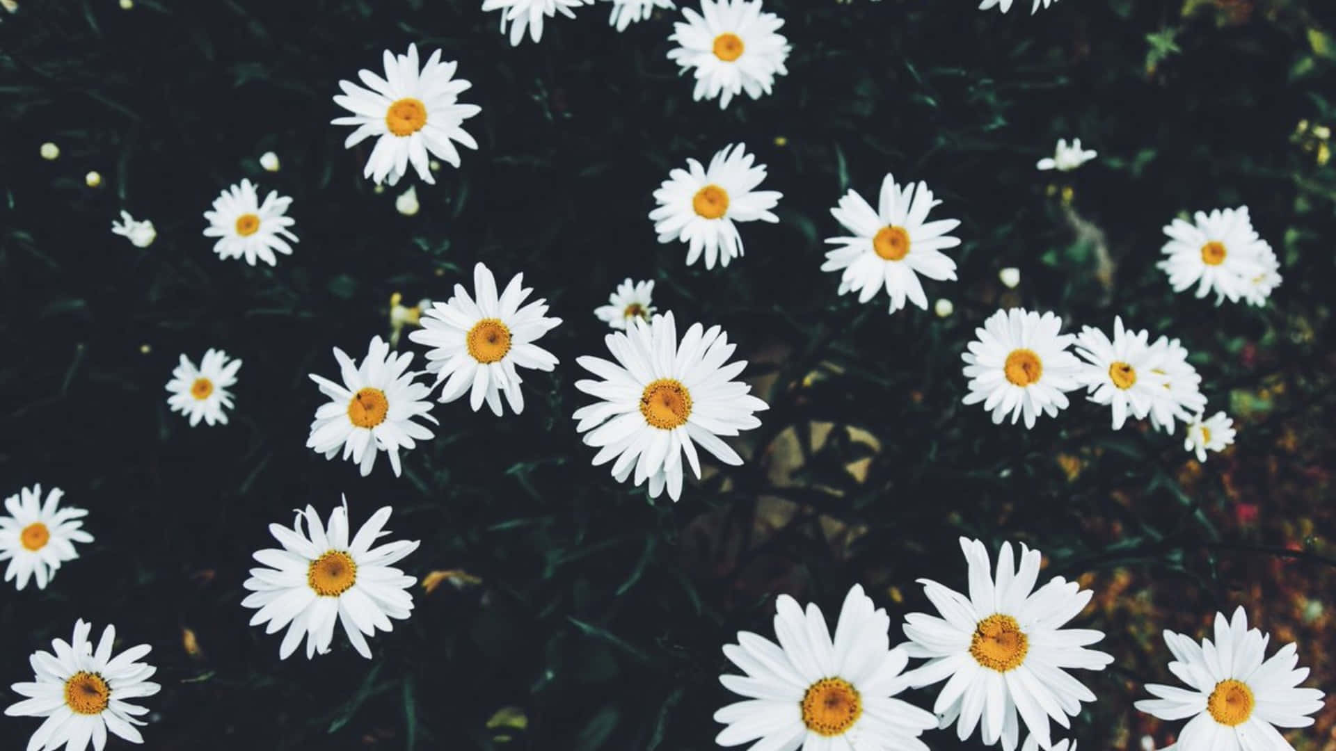 Daisy Aesthetic Computer Background