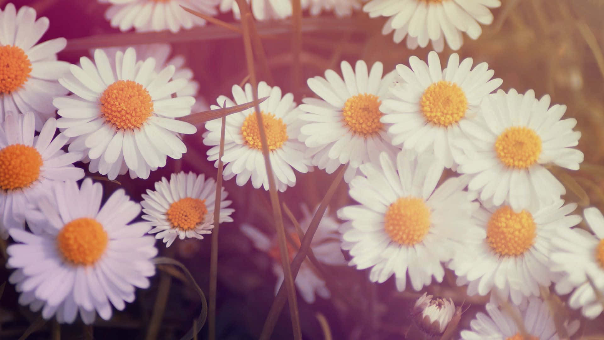 Daisy Aesthetic Computer With Large Screen Background