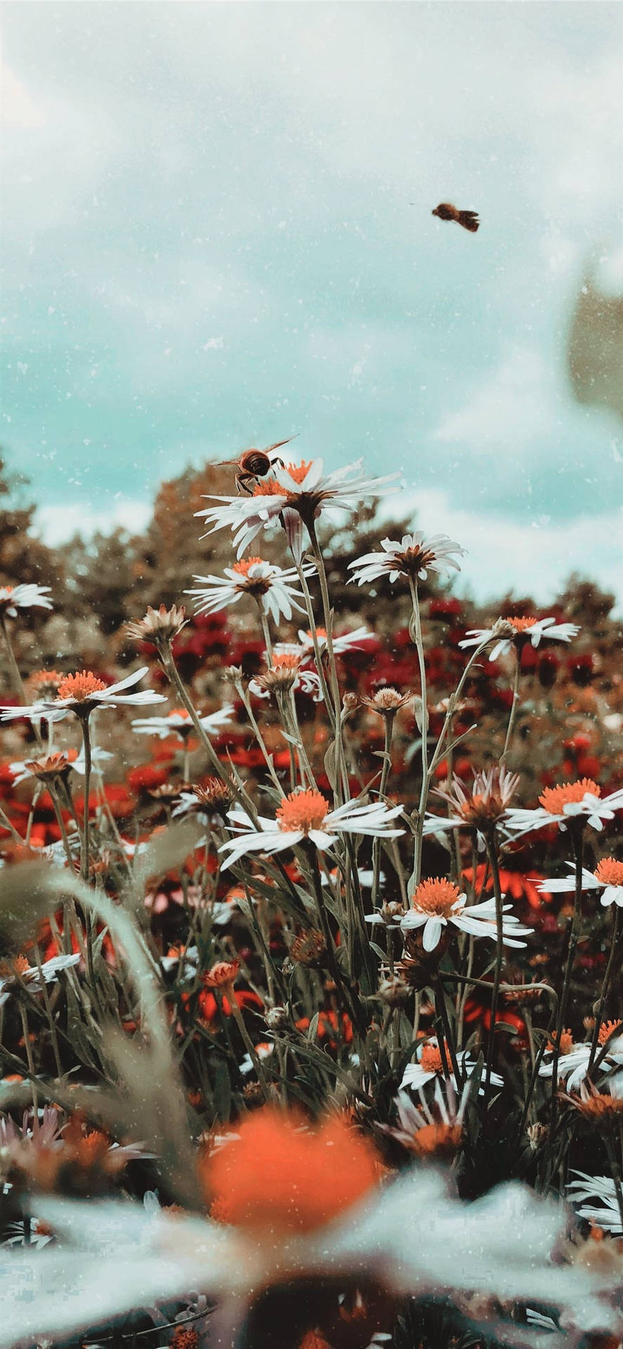 Daisy Aesthetic Flower Field Background