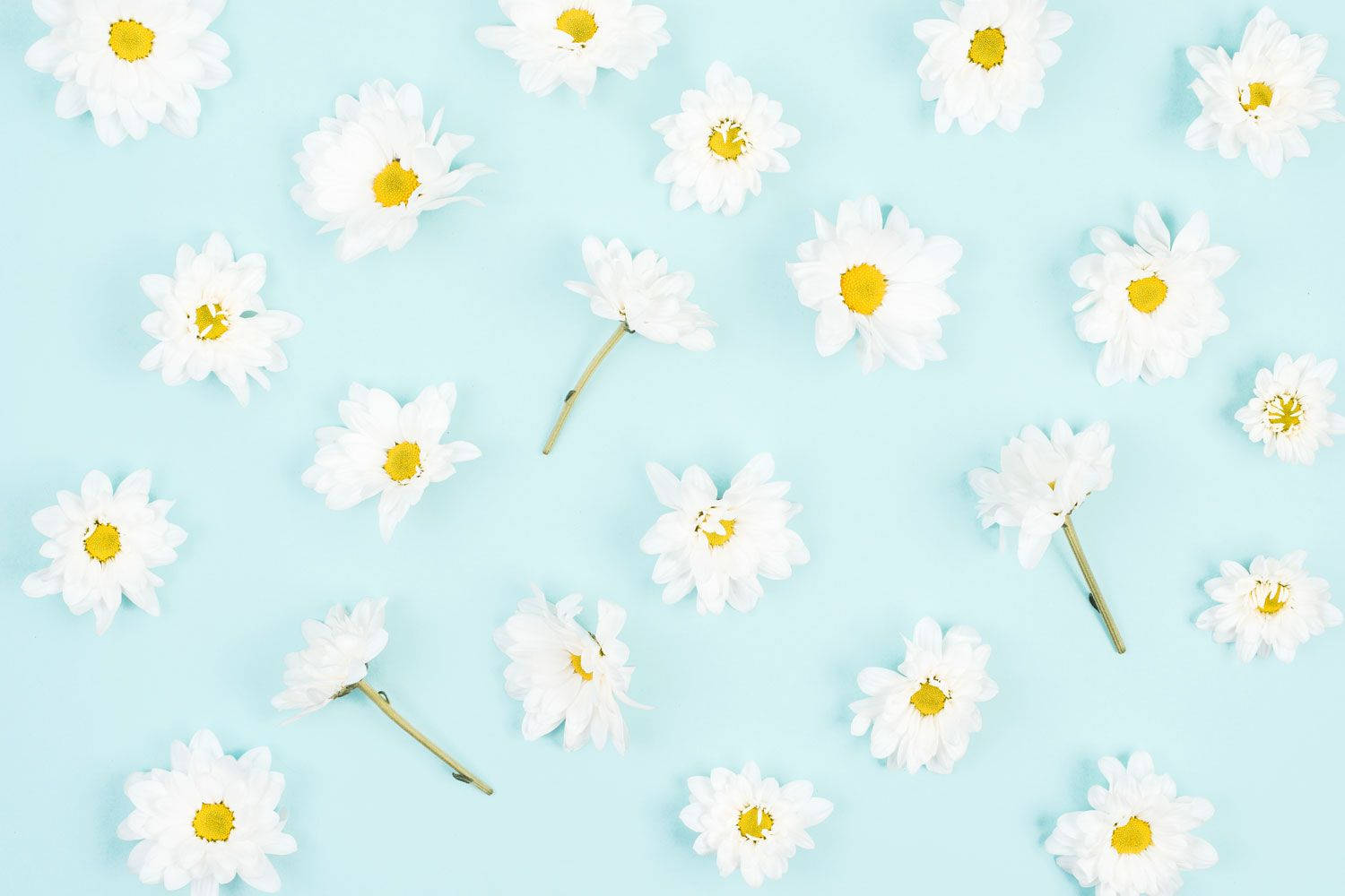 Daisy Aesthetic Light Blue