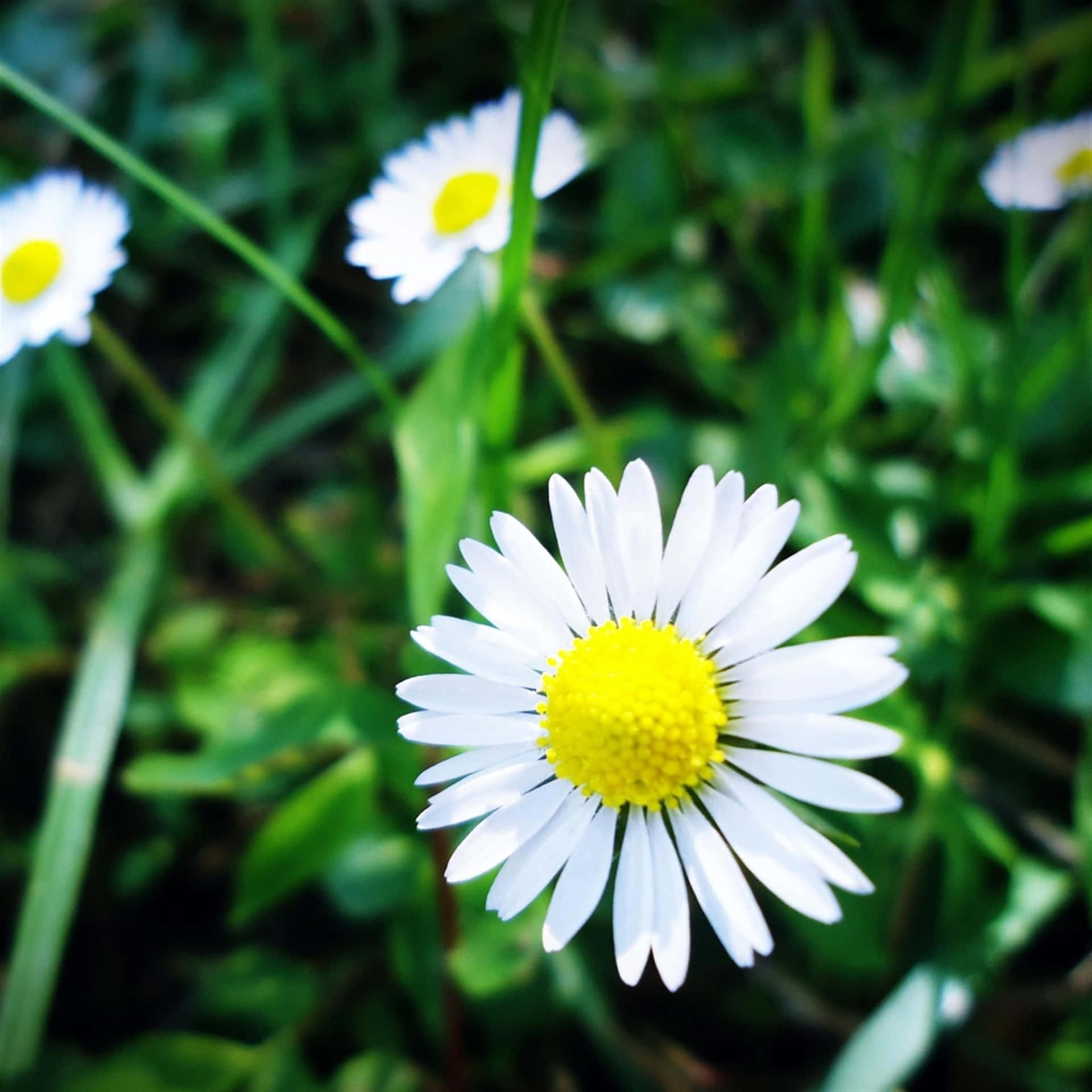 Daisy, Daisy, Daisy, Daisy, Daisy, Daisy, Daisy, Daisy,