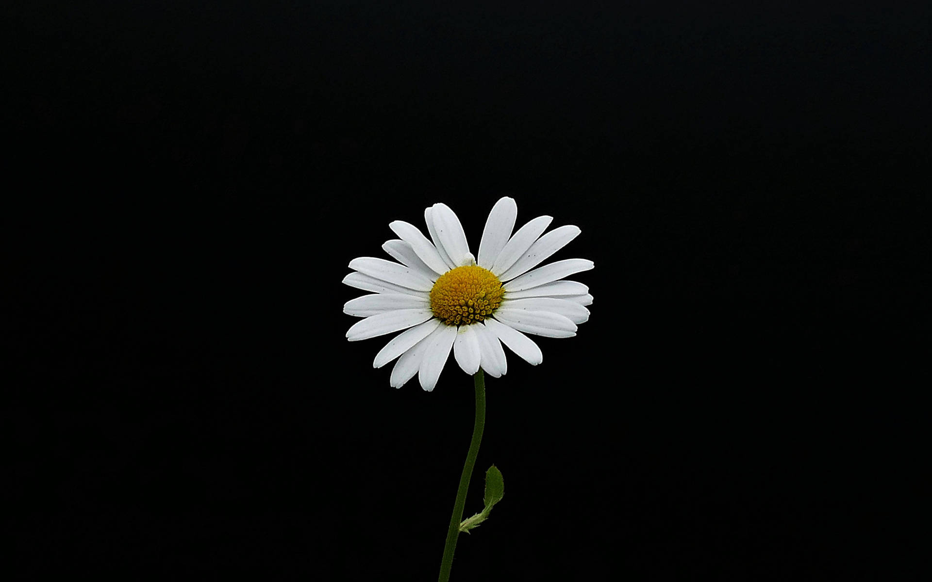 Daisy Flower 4k Background