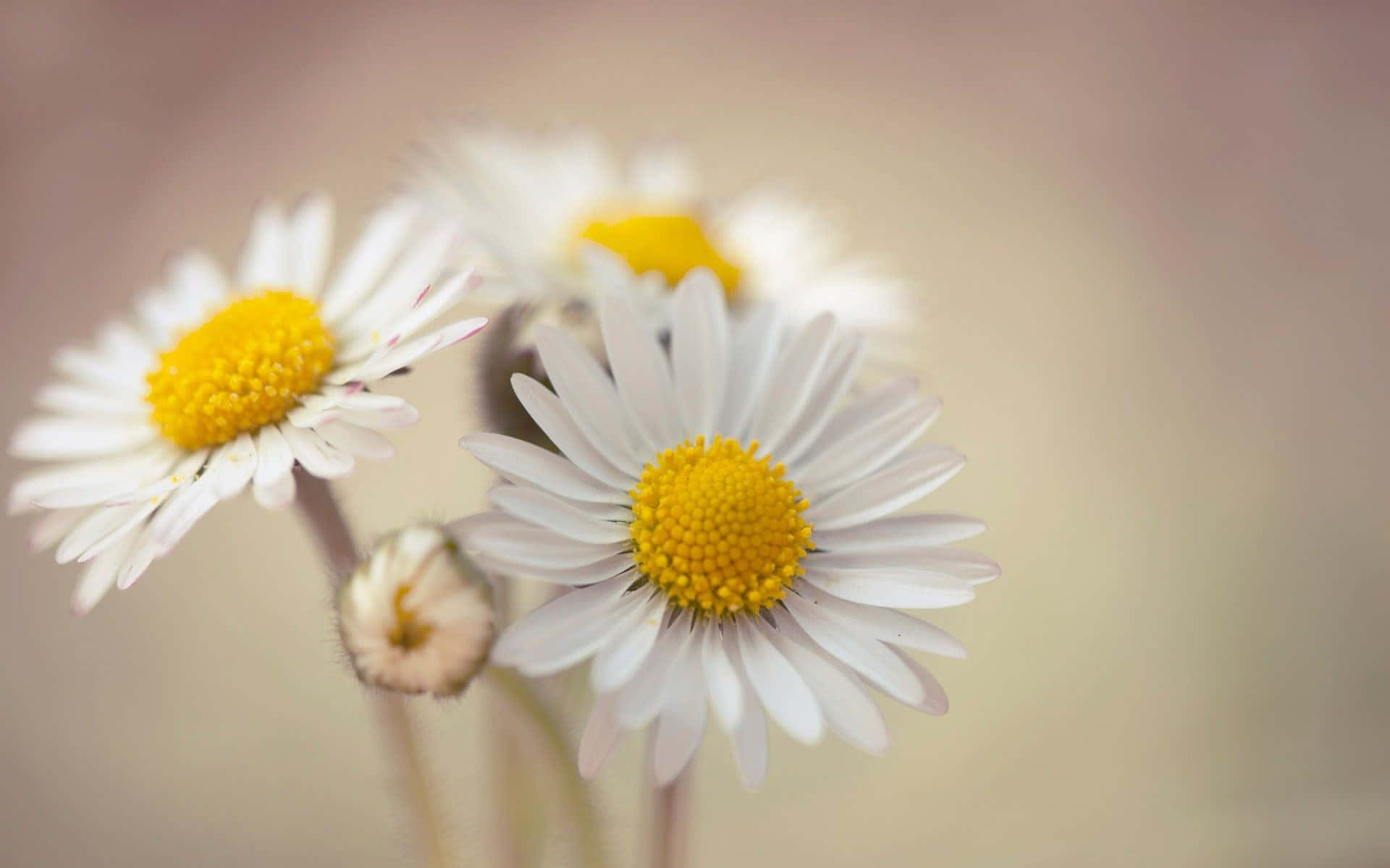 Daisy Flower - A Close Up Of Three Daisies Background