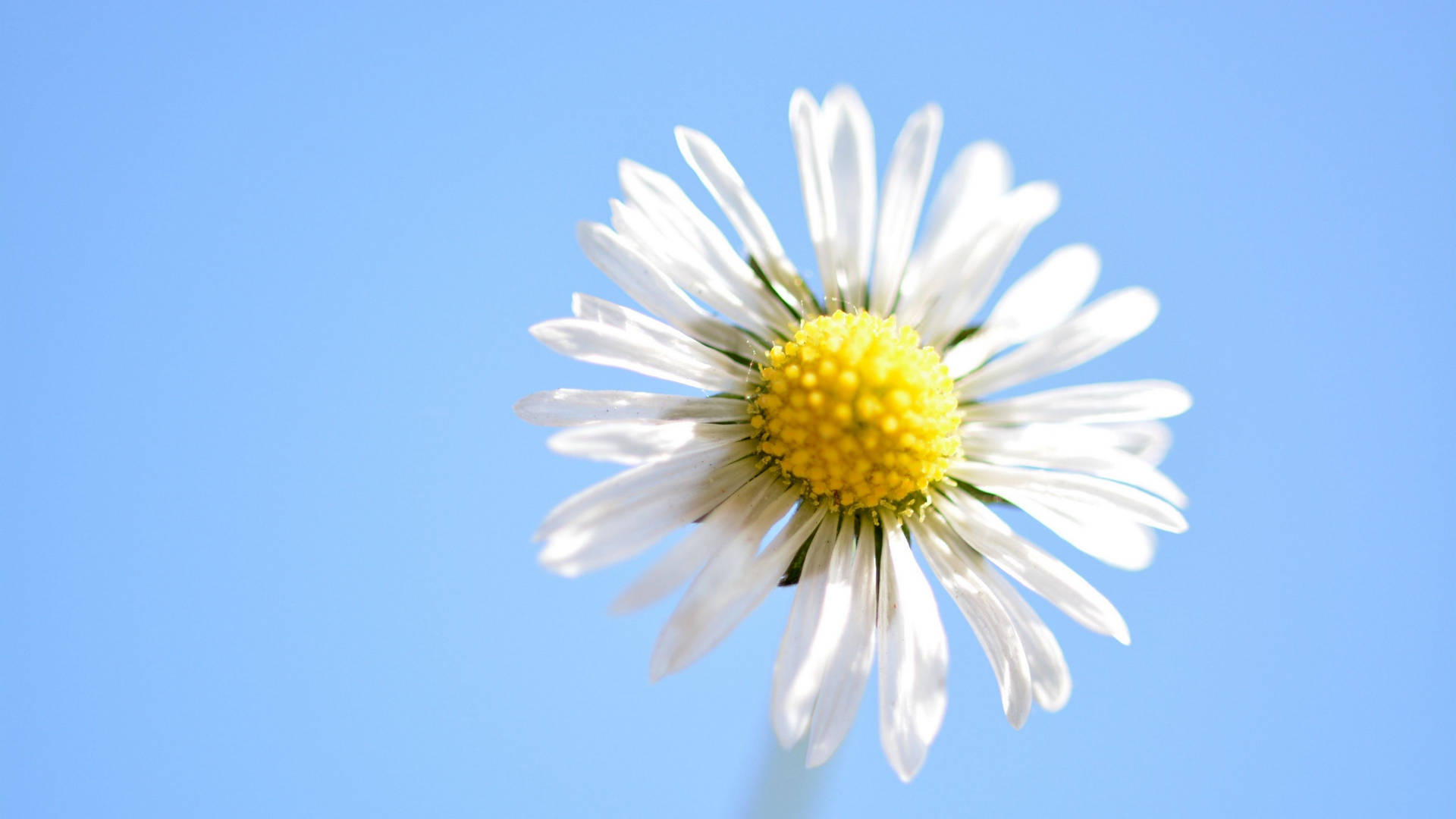 Daisy Flower Against Blue Sky 4k Background