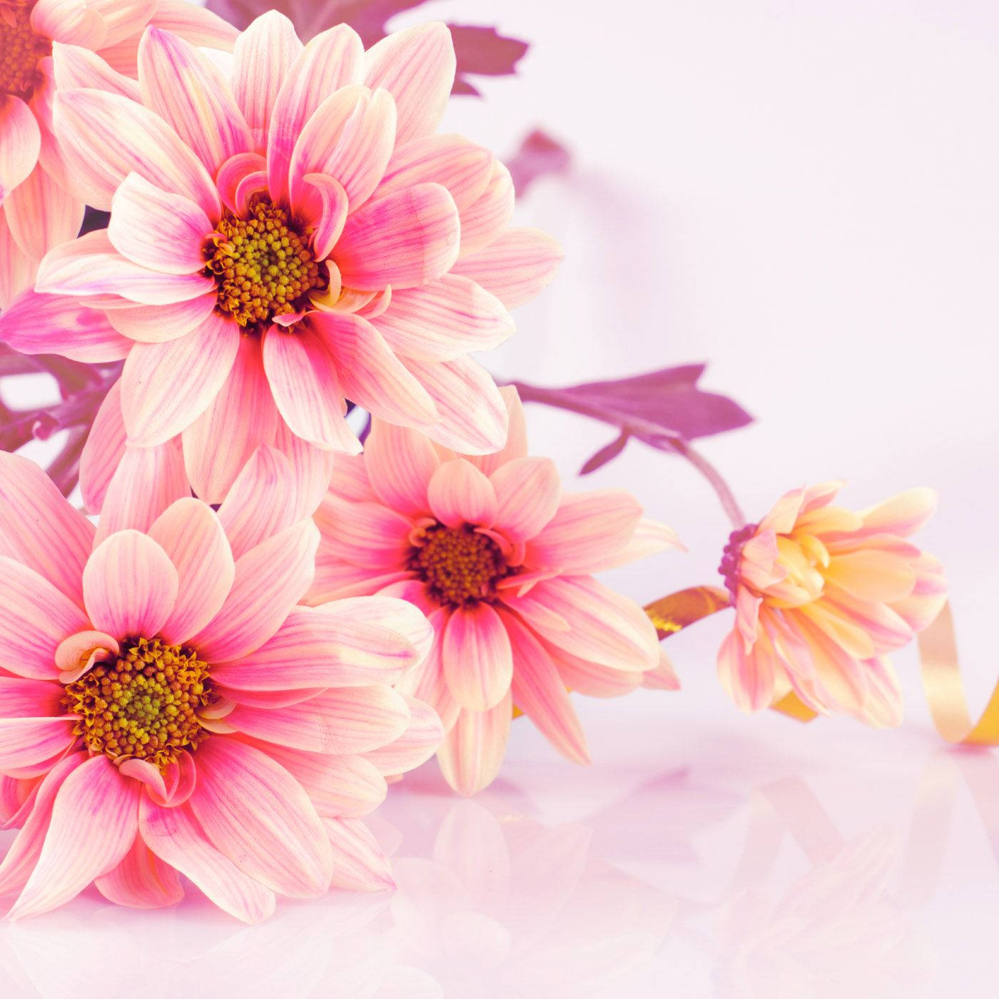 Daisy Flower Bouquet Background