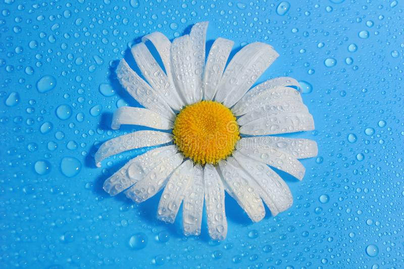 Daisy Flower In 4k Background
